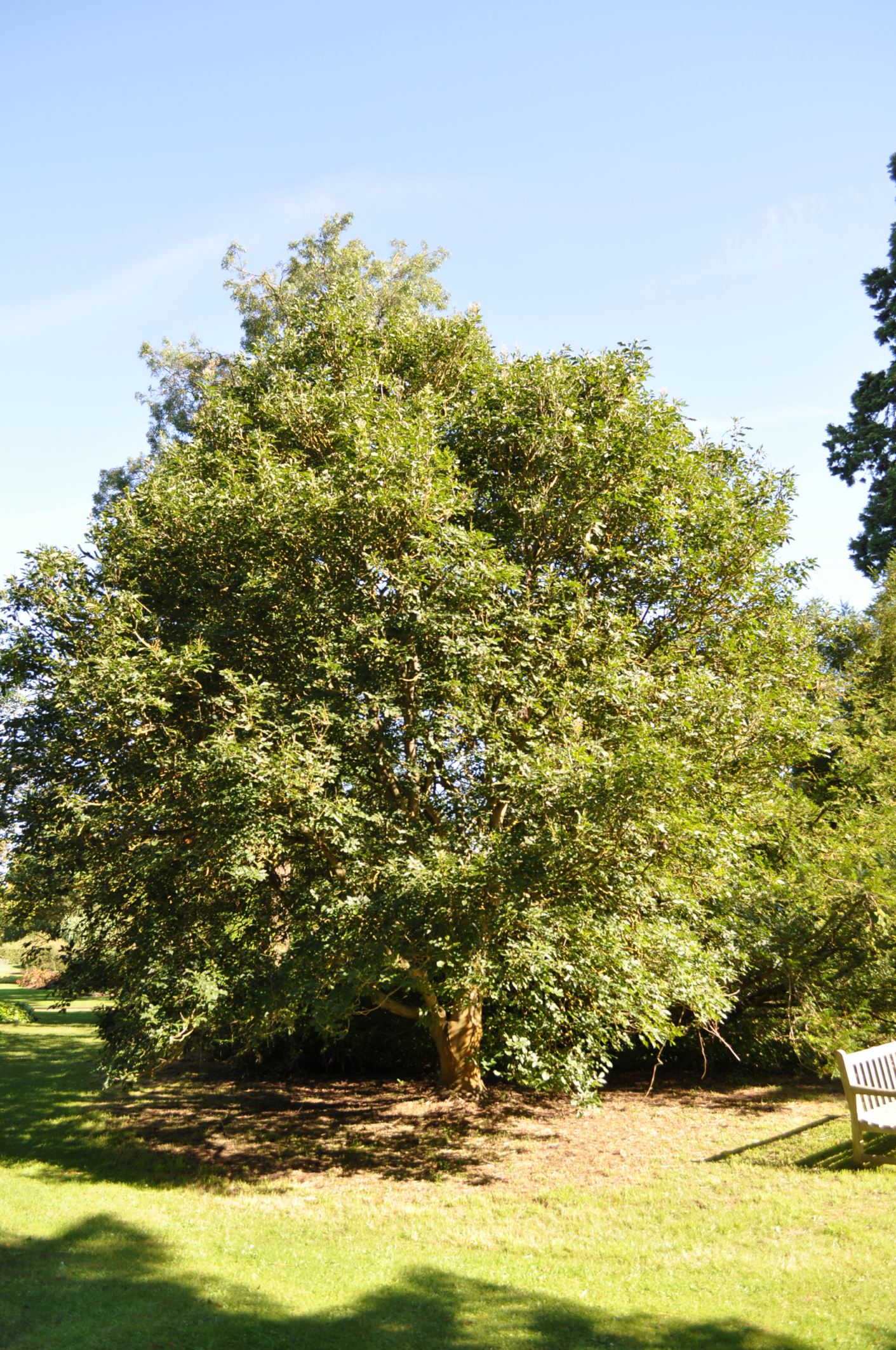 Image of Fraxinus ornus