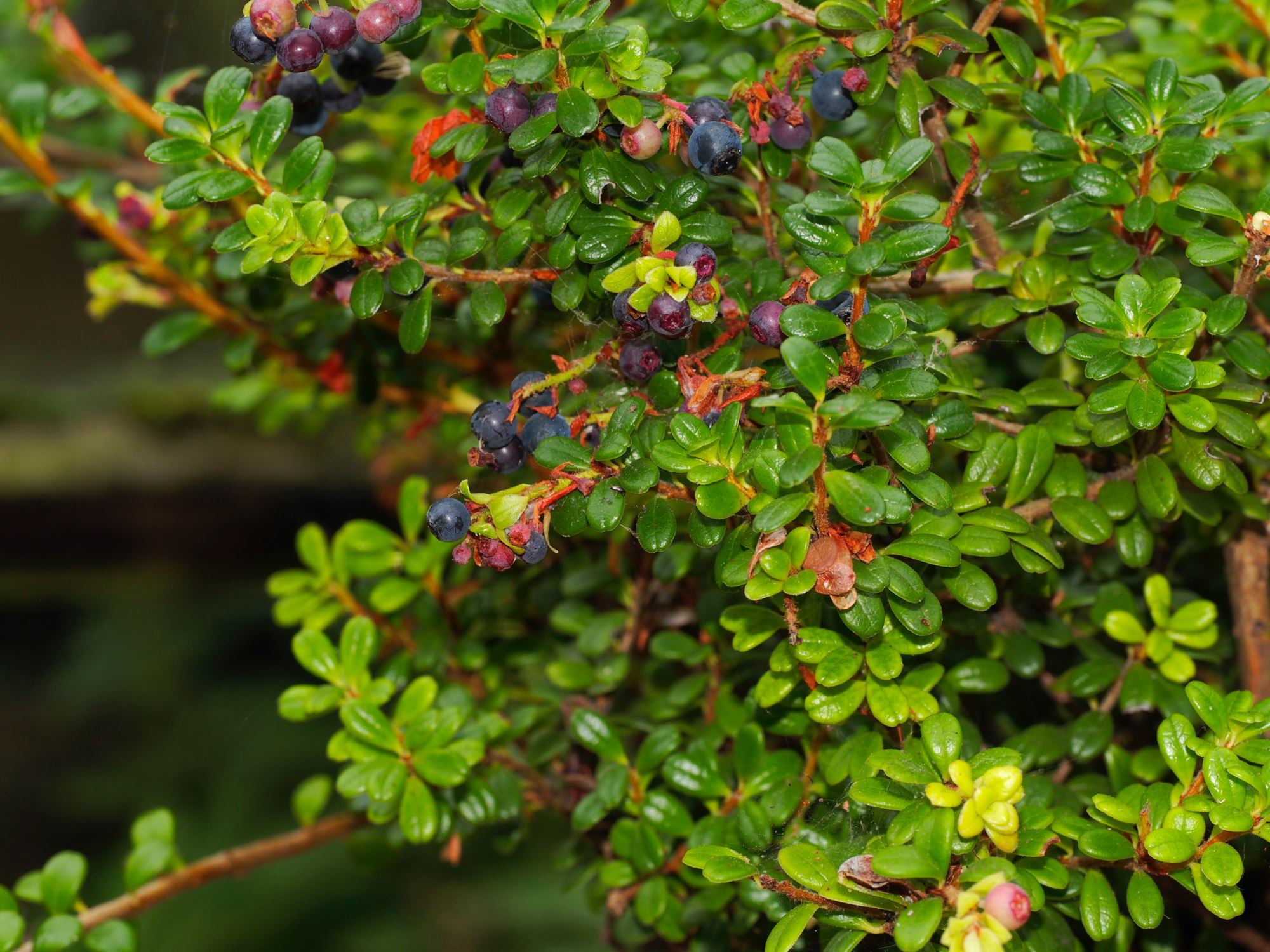Image of Vaccinium delavayi