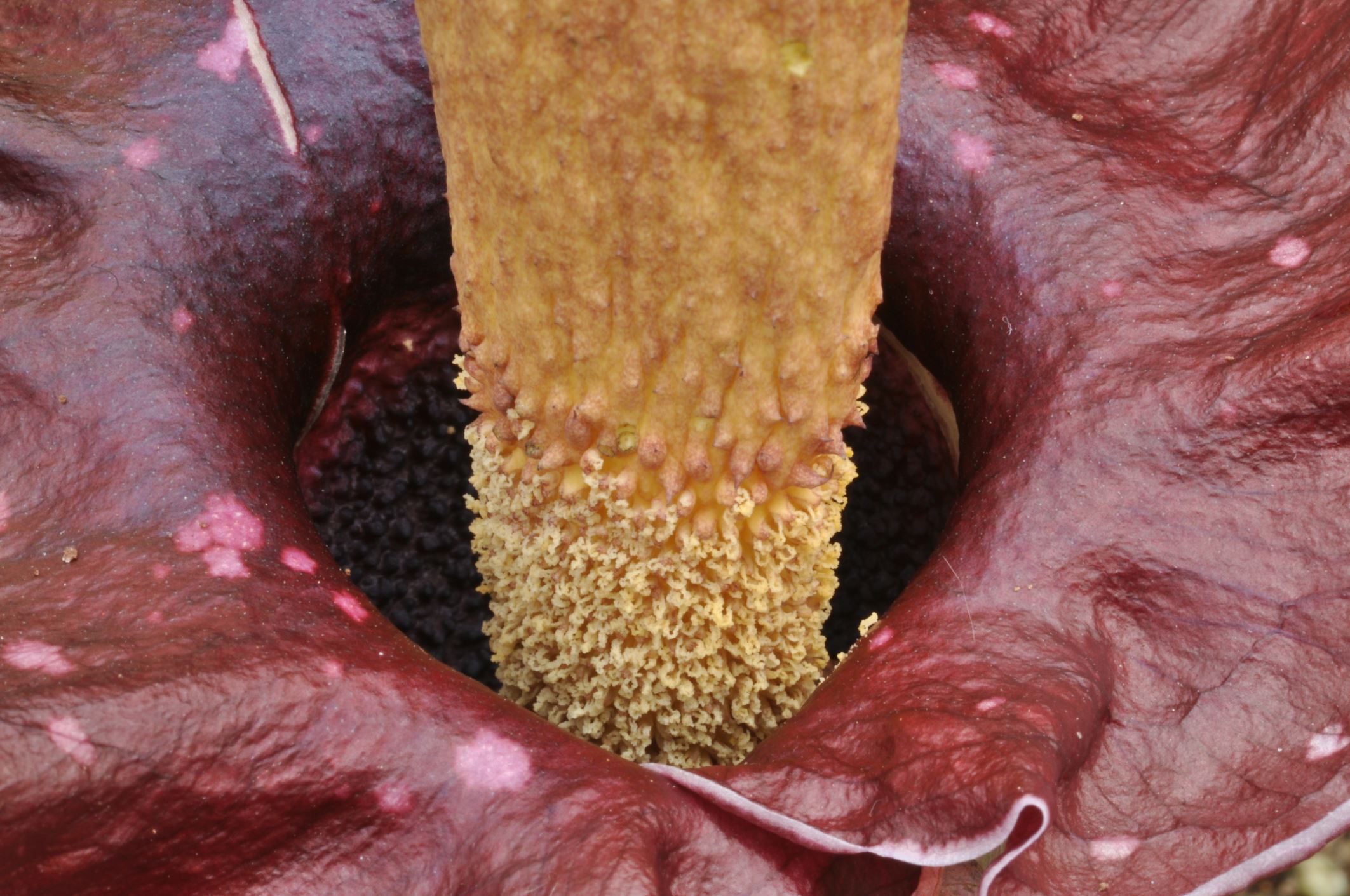 Image of Amorphophallus henryi