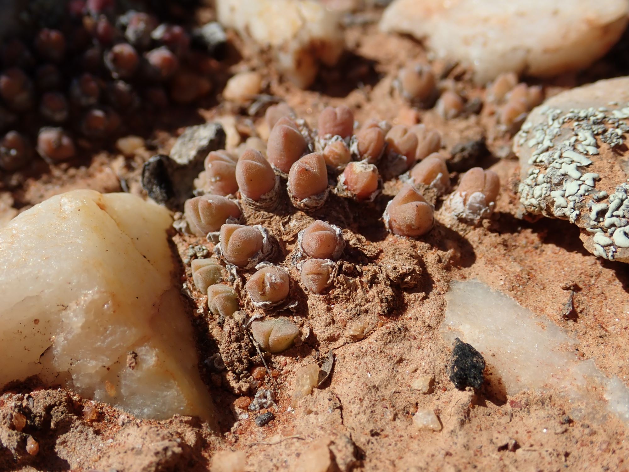 Image of Conophytum hians