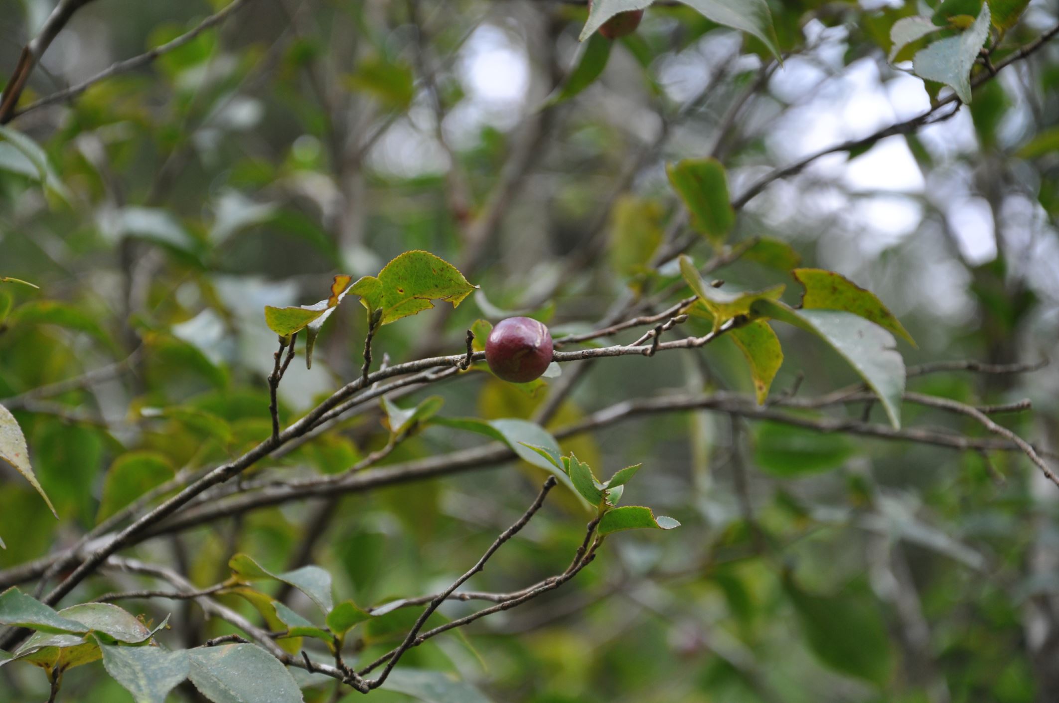 Image of Camellia assimiloides