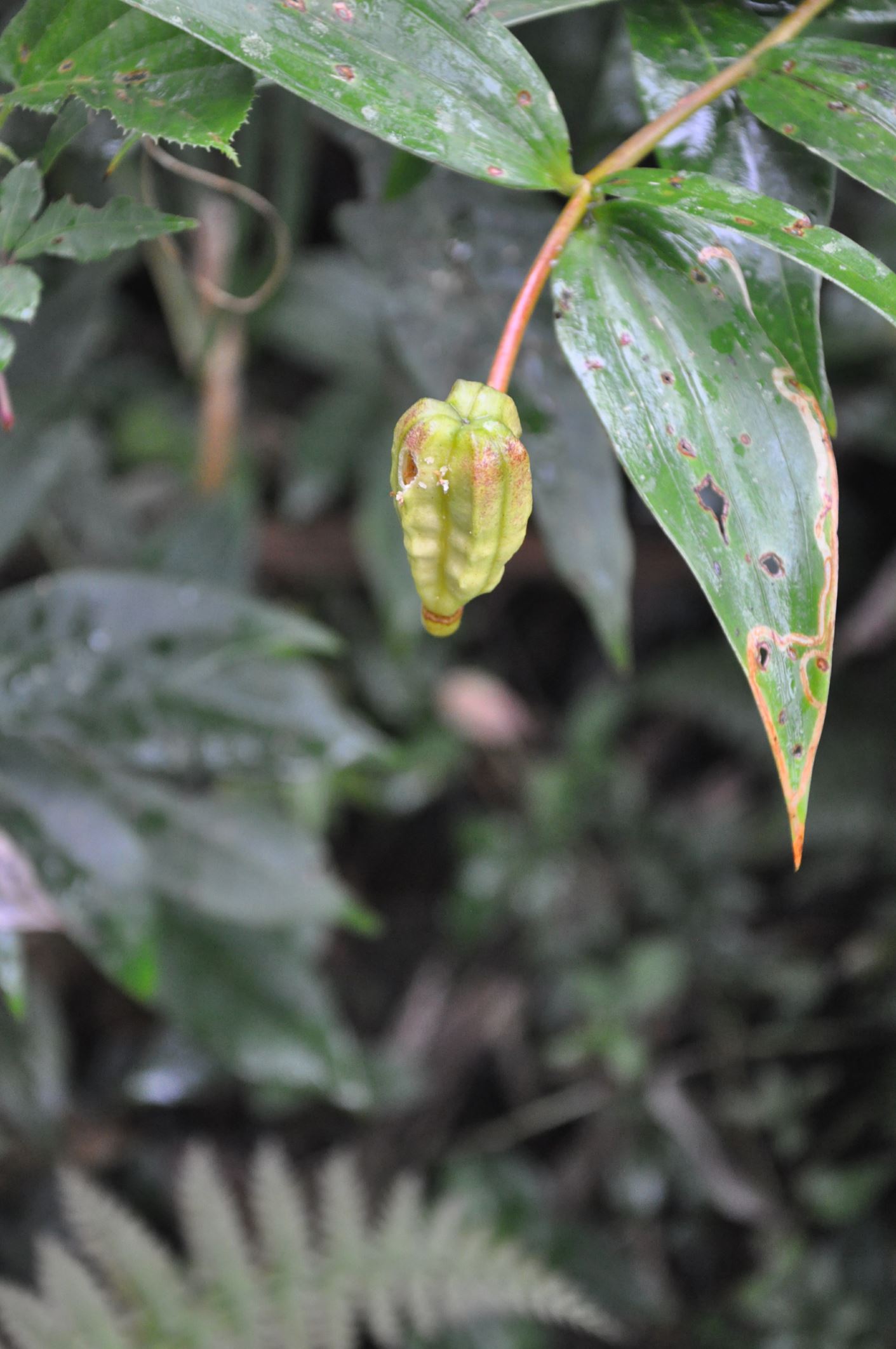 Image of Lilium sp.
