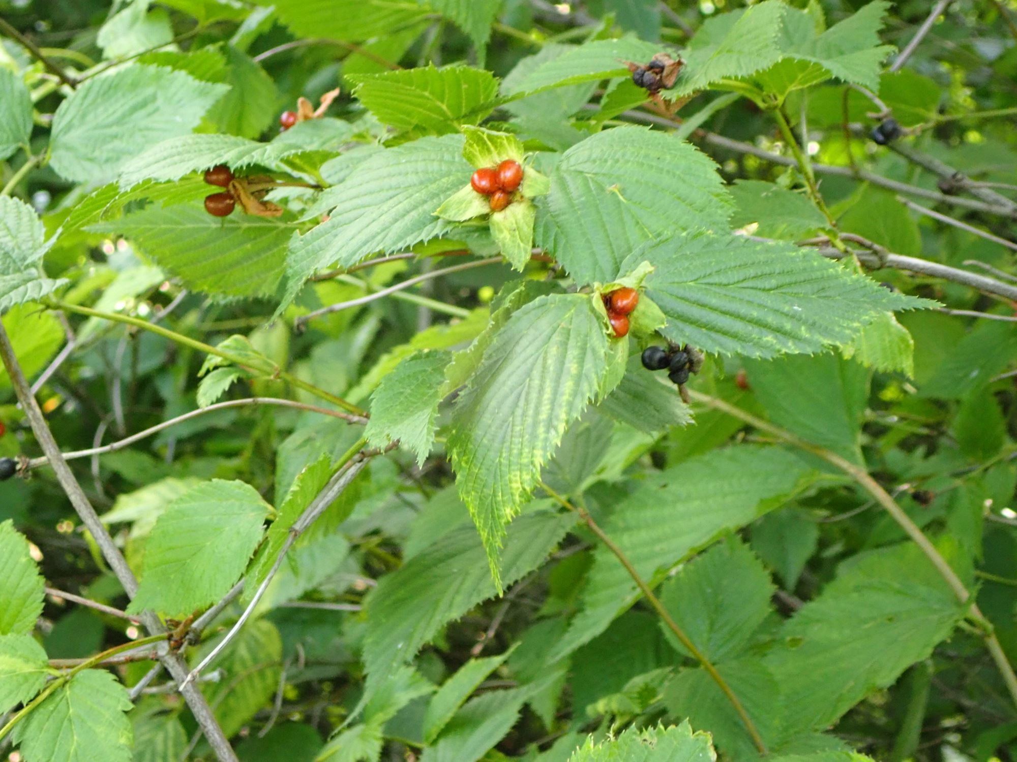 Image of Rhodotypos scandens