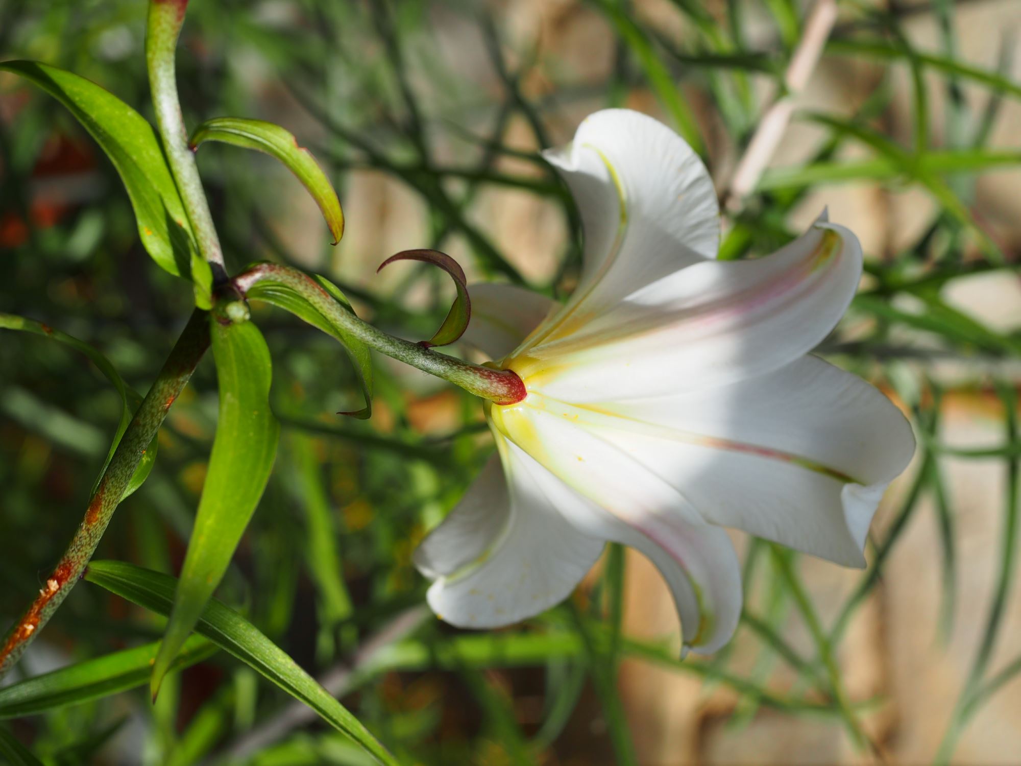 Image of Lilium pumilum