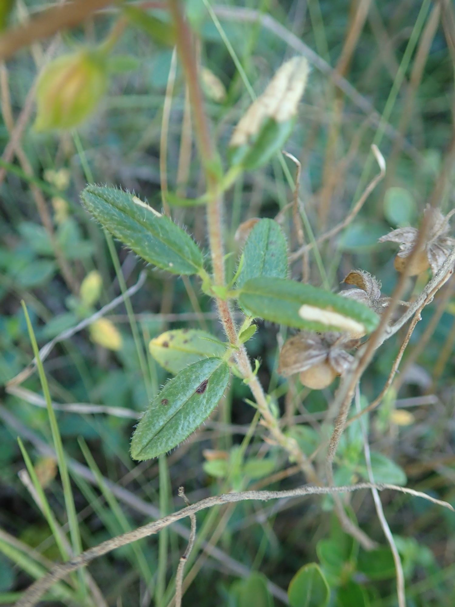 Image of Helianthemum nummularium var. pyrenaicum
