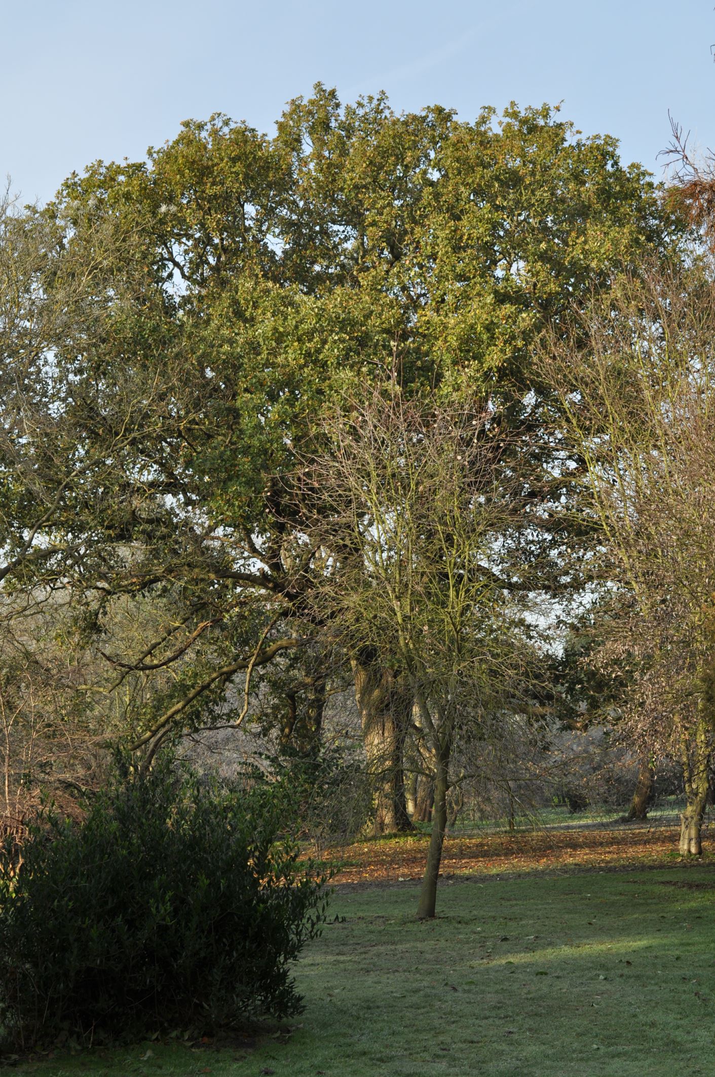 Image of Quercus Ã— warburgii