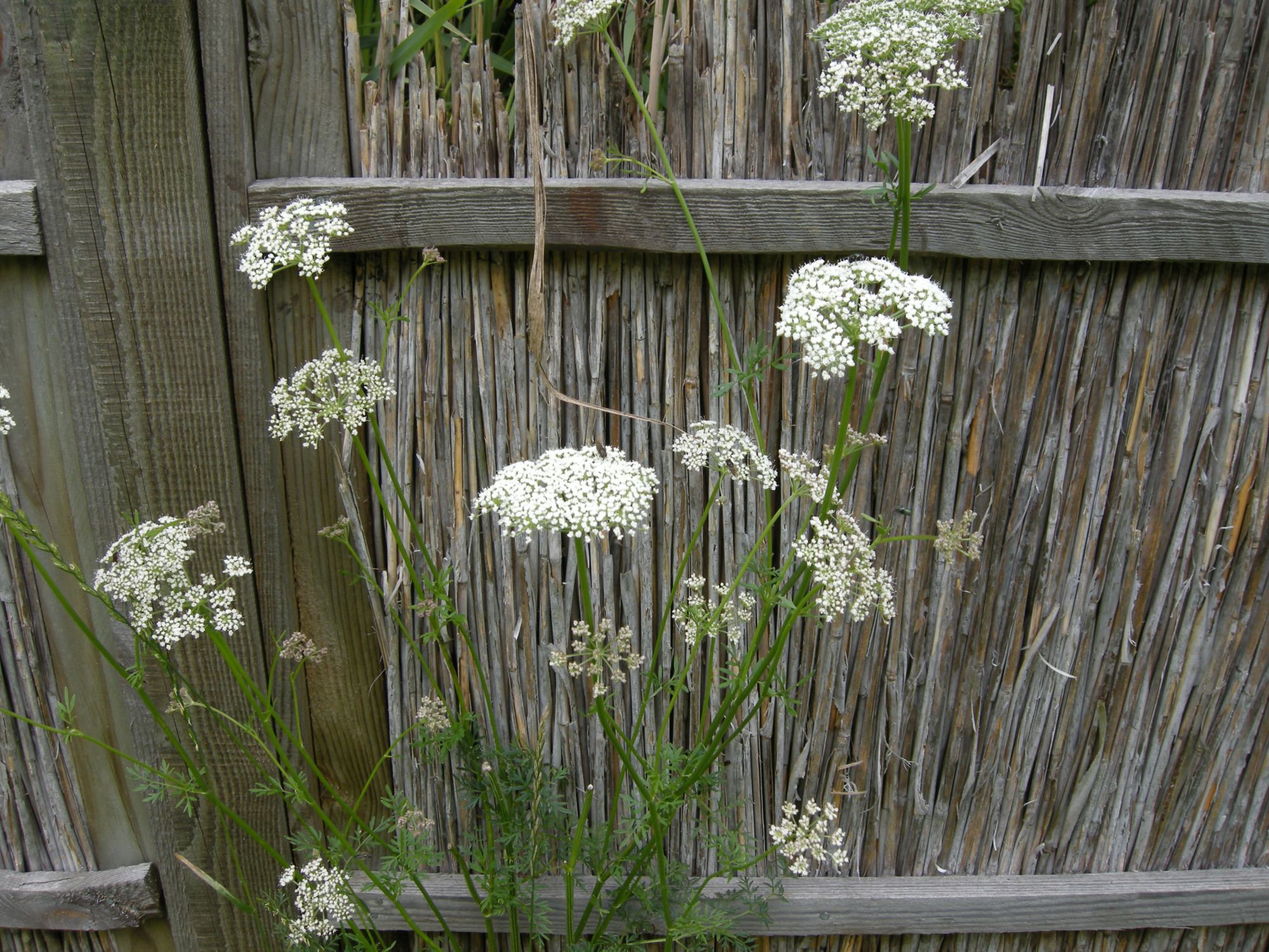 Image of Selinum carvifolia