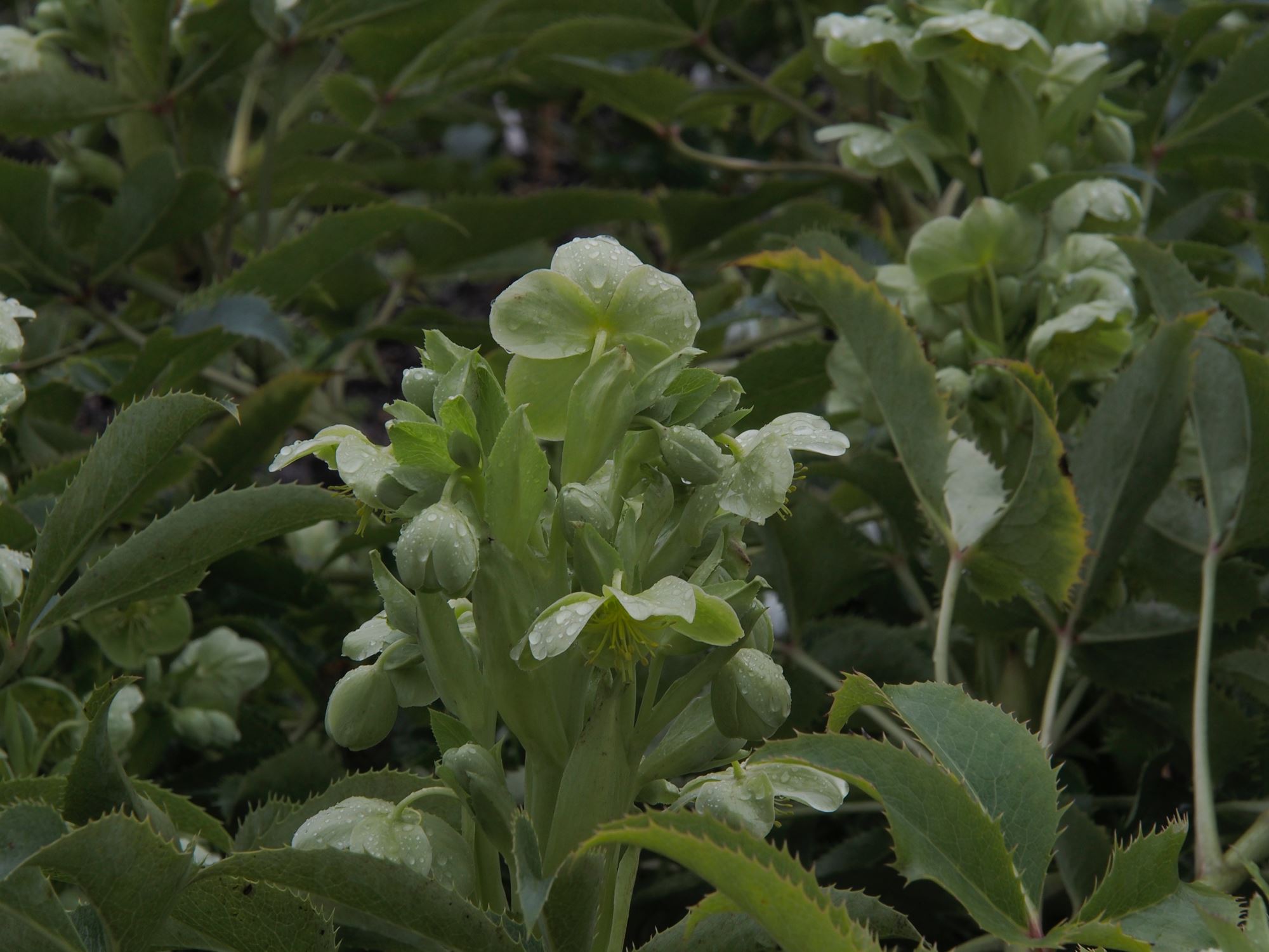 Image of Helleborus lividus subsp. corsicus