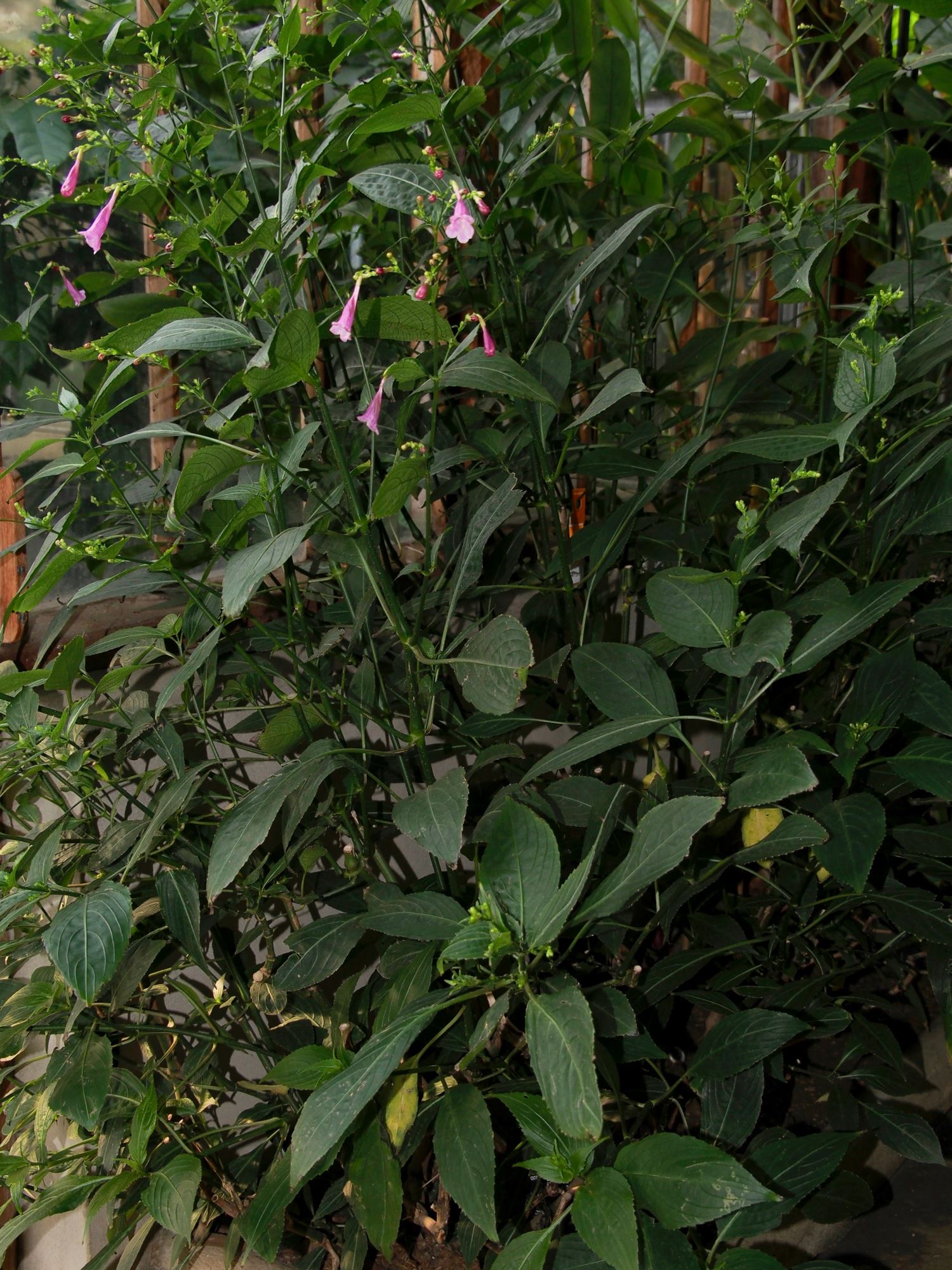 Image of Strobilanthes hamiltoniana