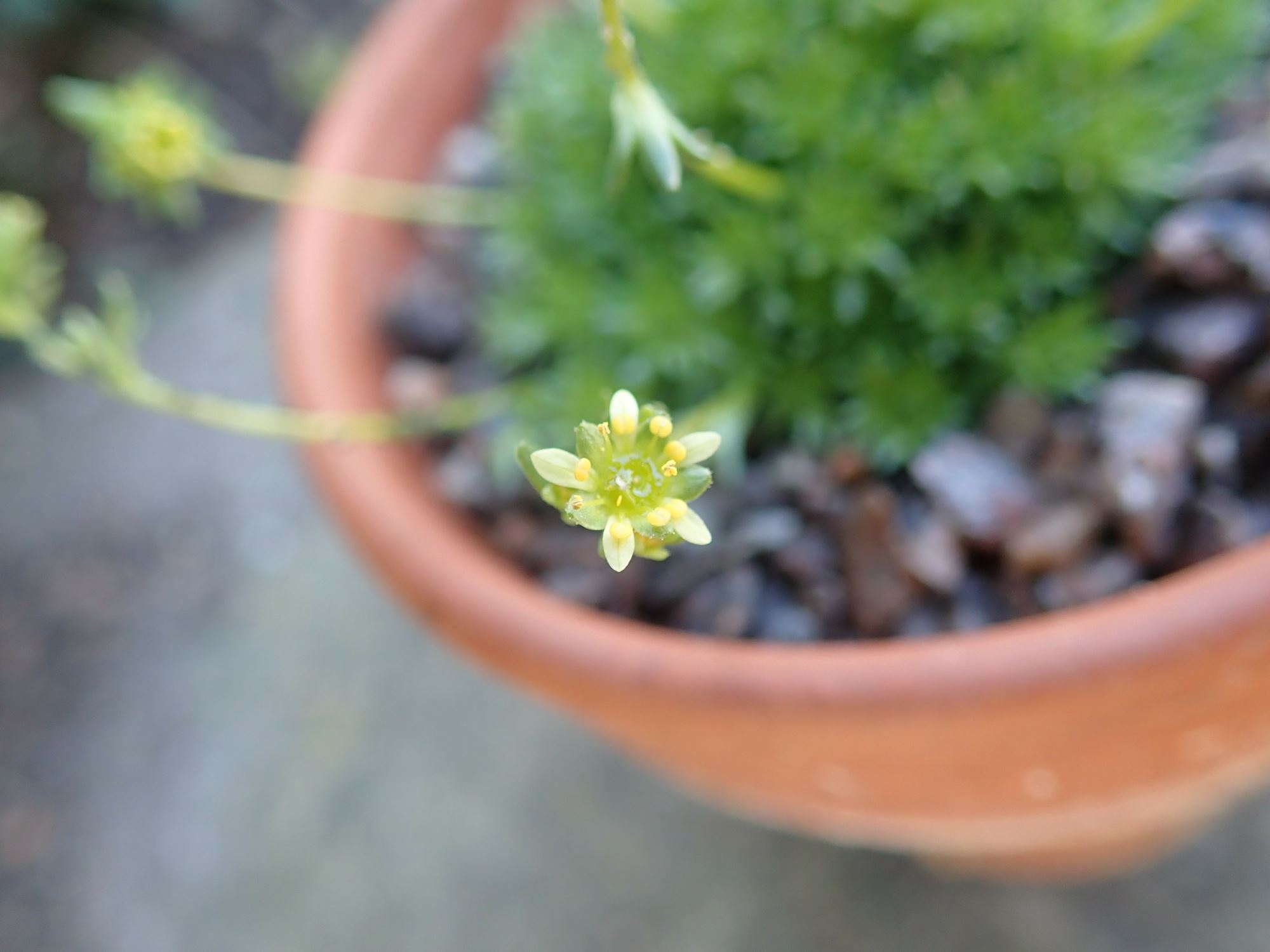 Image of Saxifraga exarata subsp. moschata