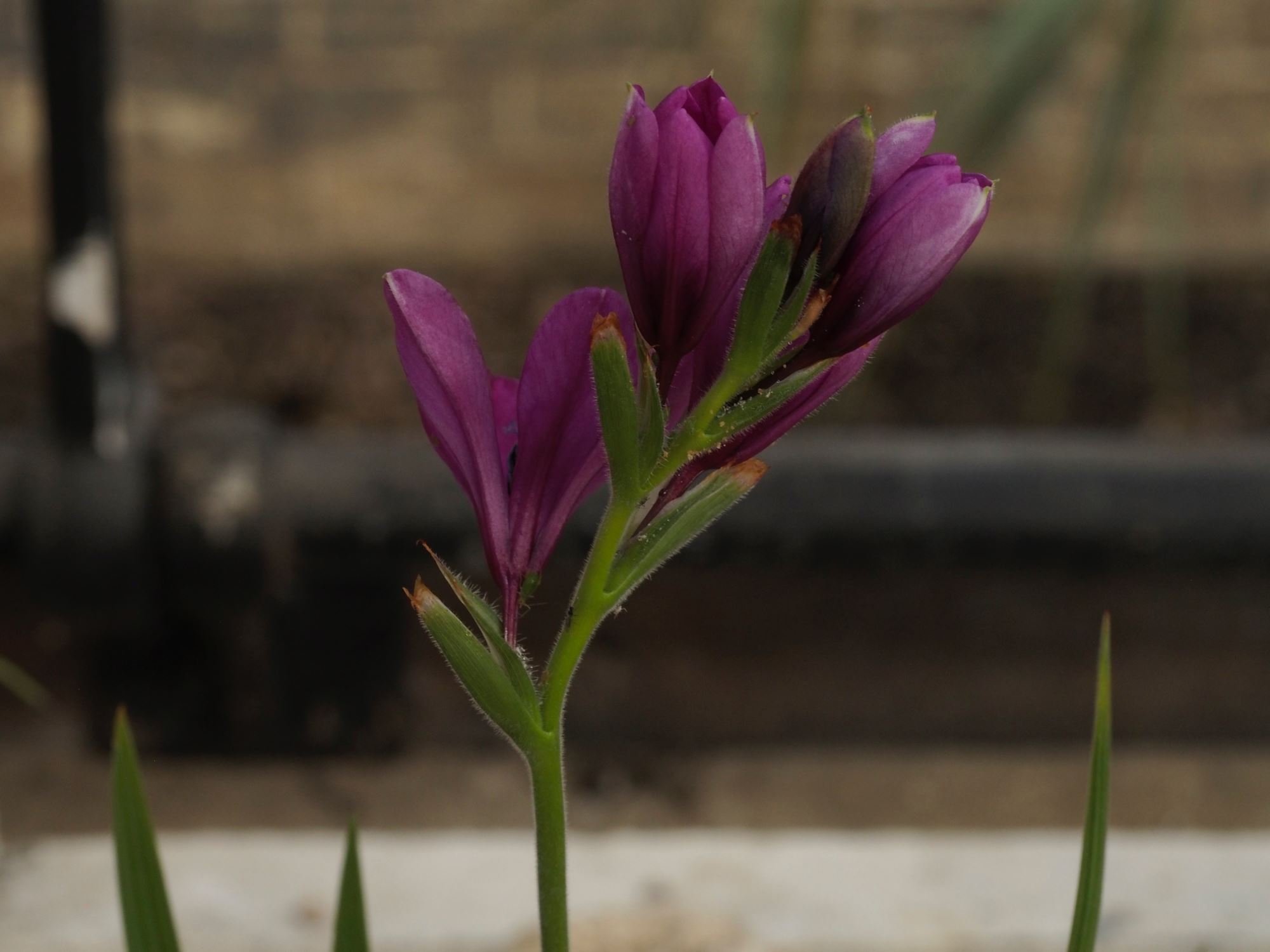 Image of Babiana villosa