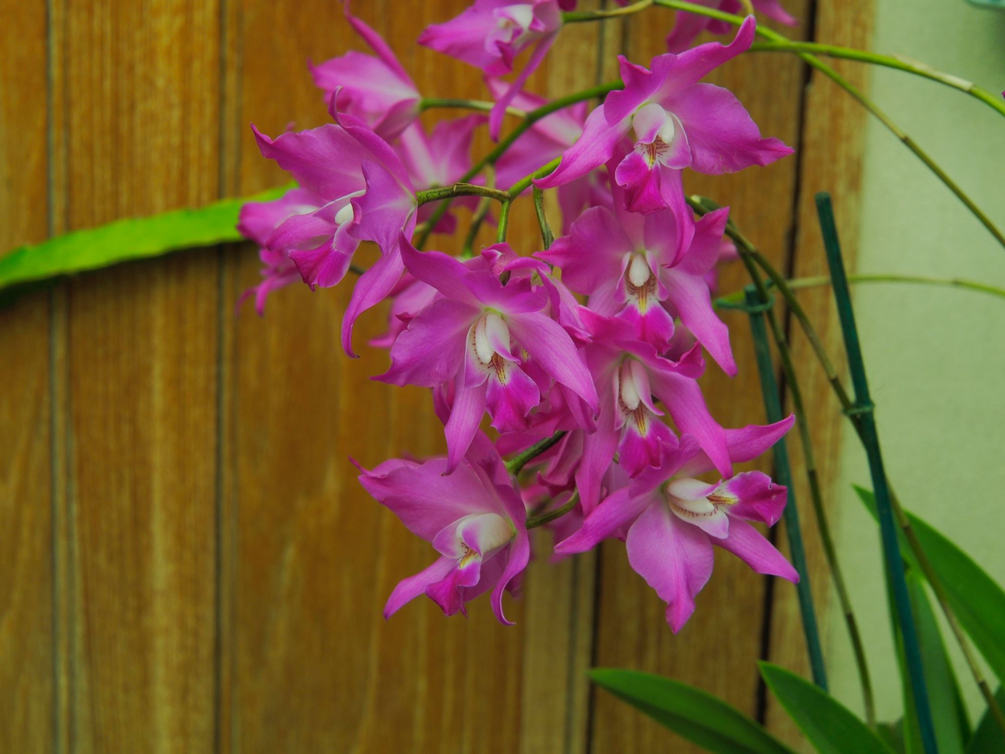 Image of Laelia autumnalis