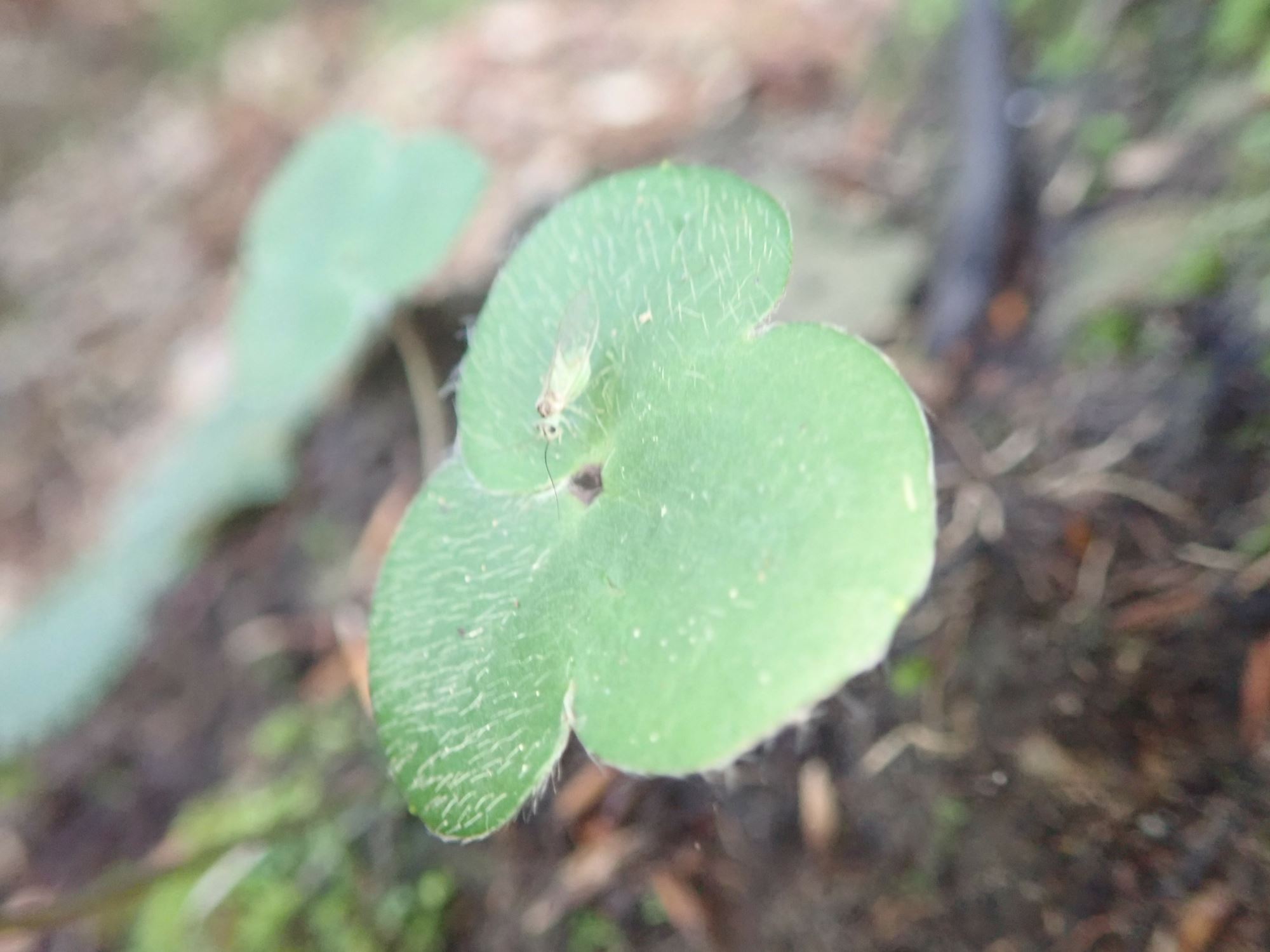 Image of Hepatica nobilis
