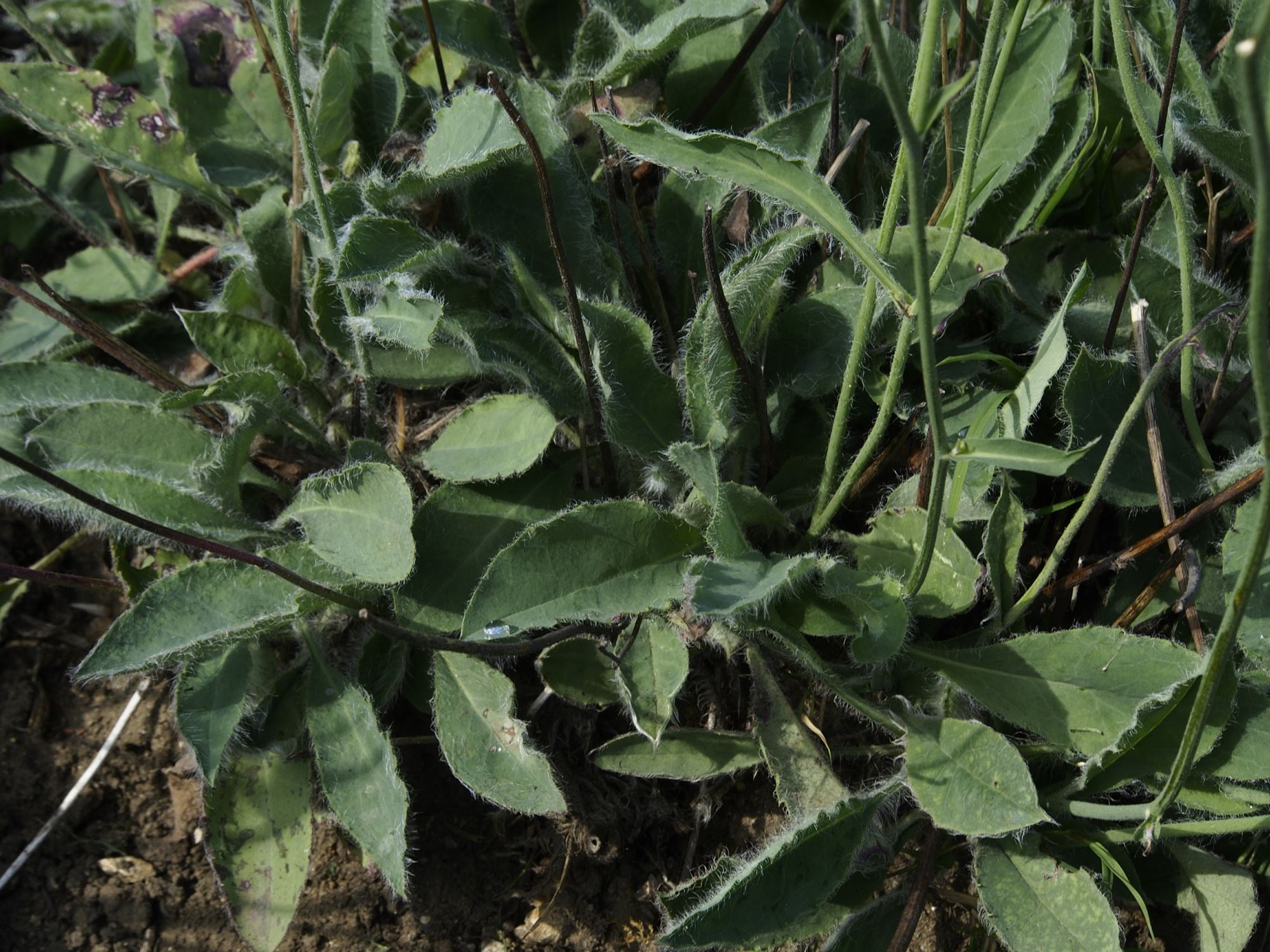 Image of Hieracium zygophorum