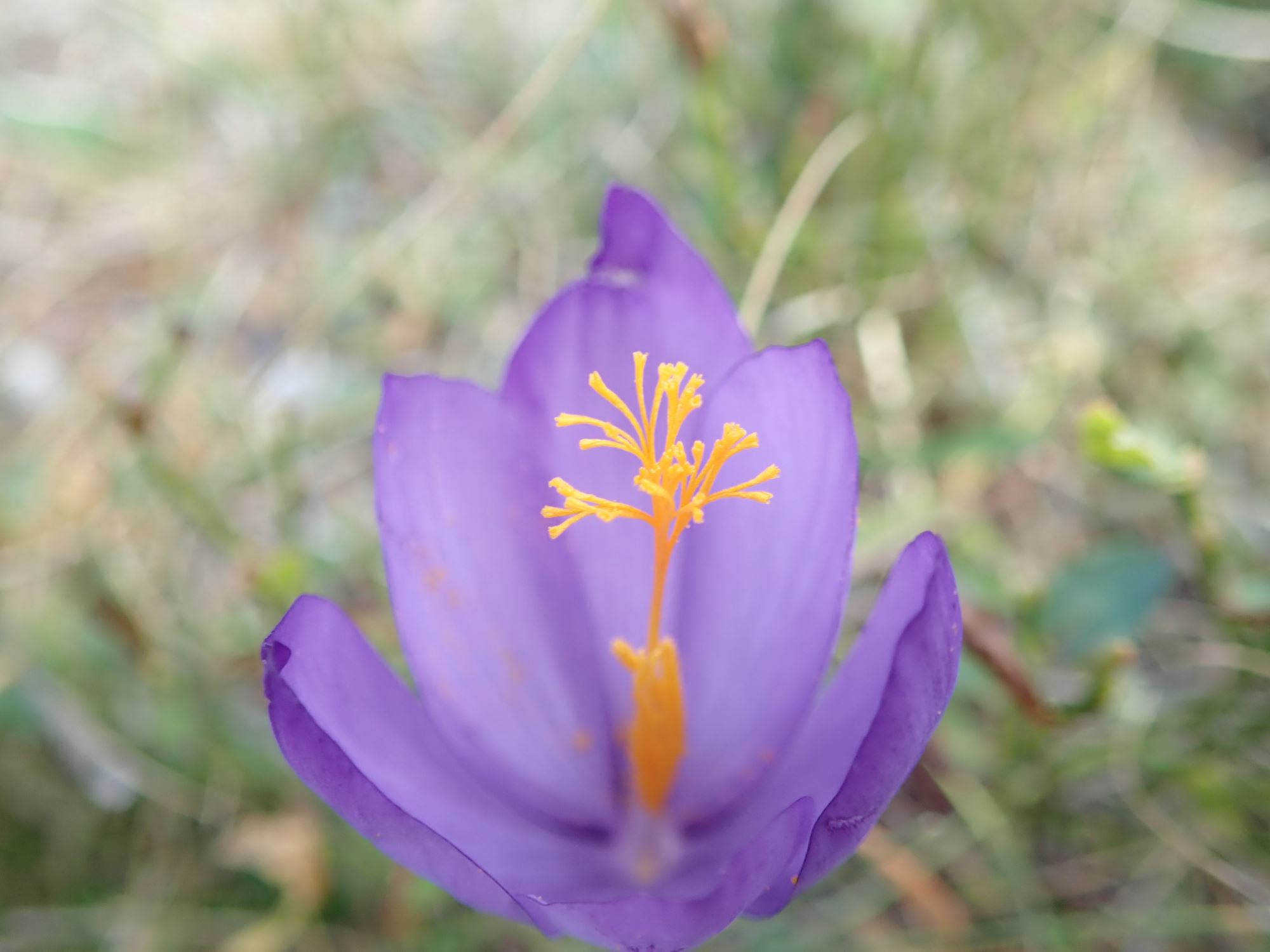 Image of Crocus vernus