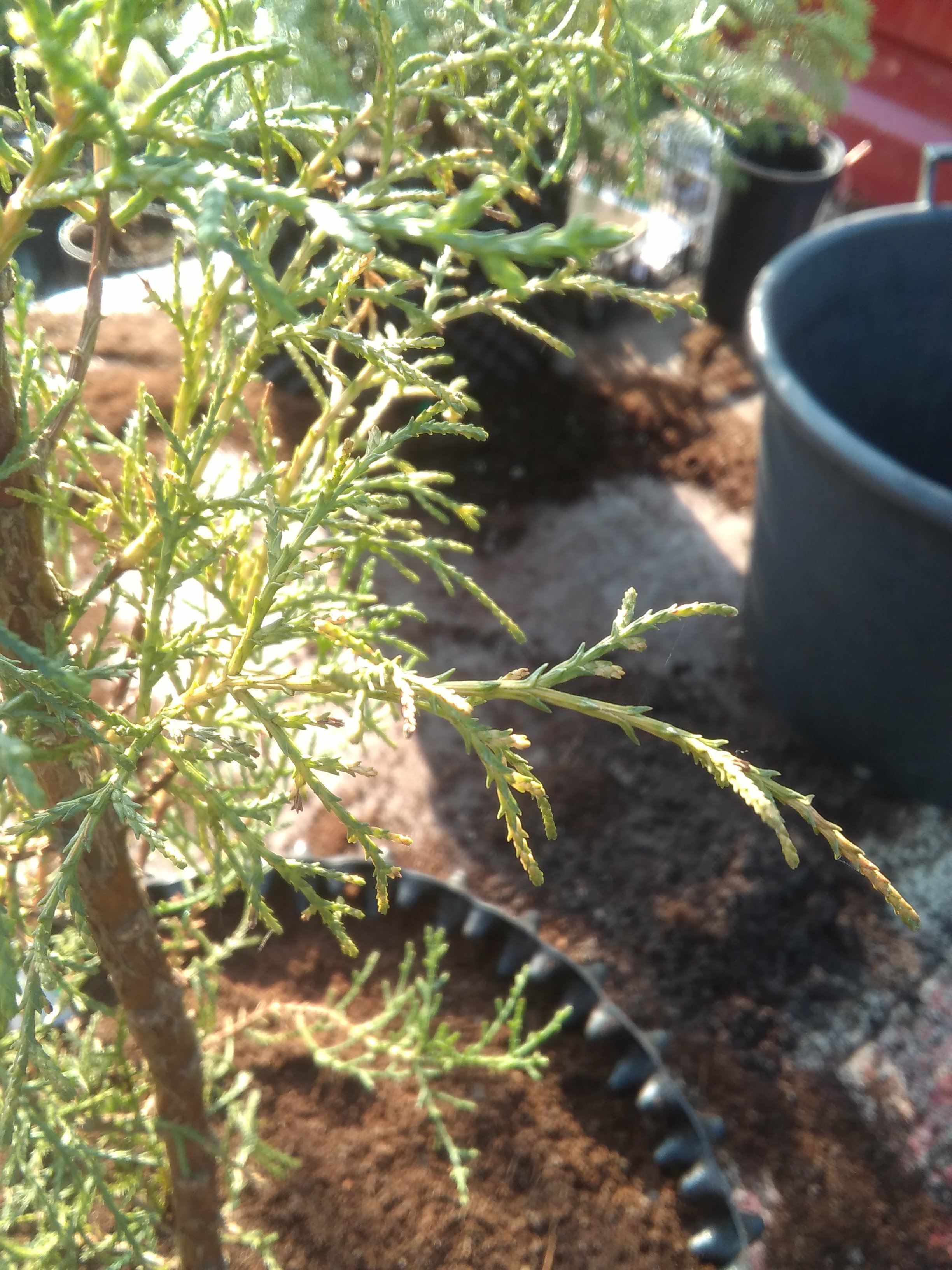 Image of Cupressus sp.