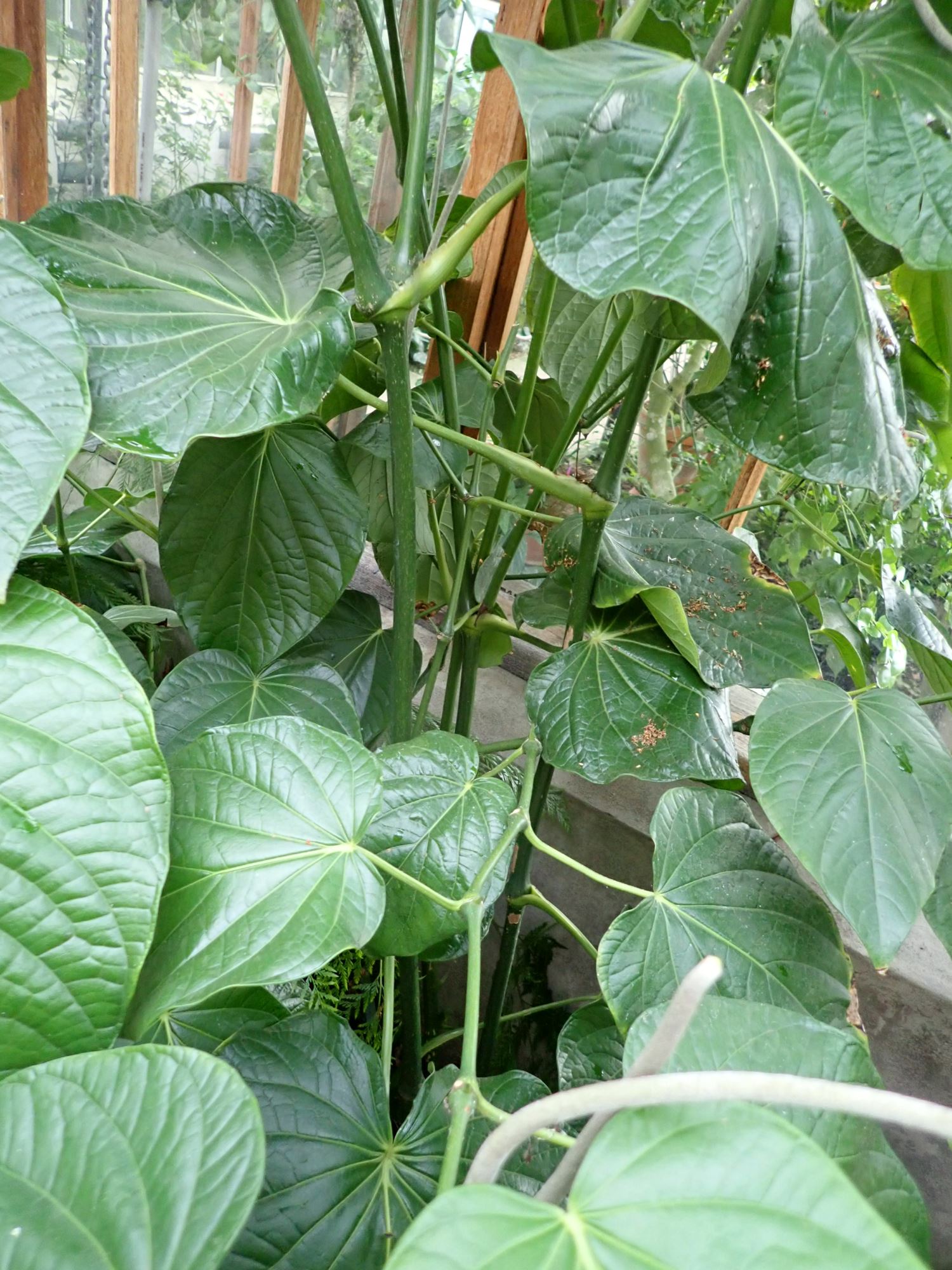 Image of Piper auritum
