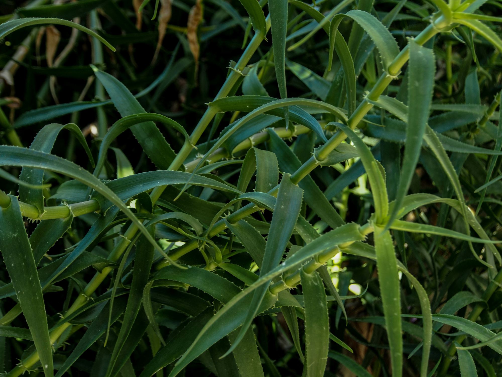 Image of Aloiampelos ciliaris