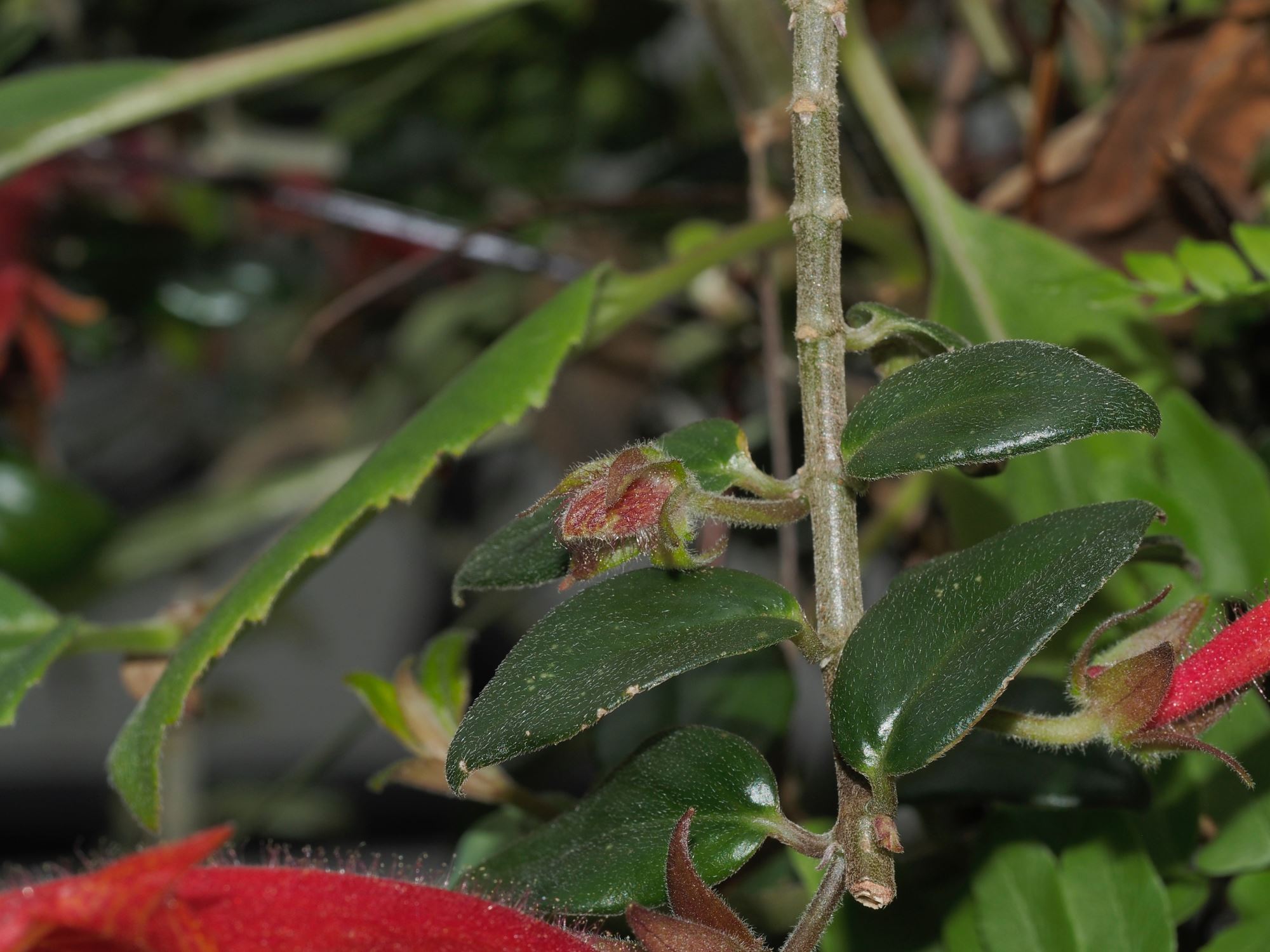 Image of Columnea Ã— banksii