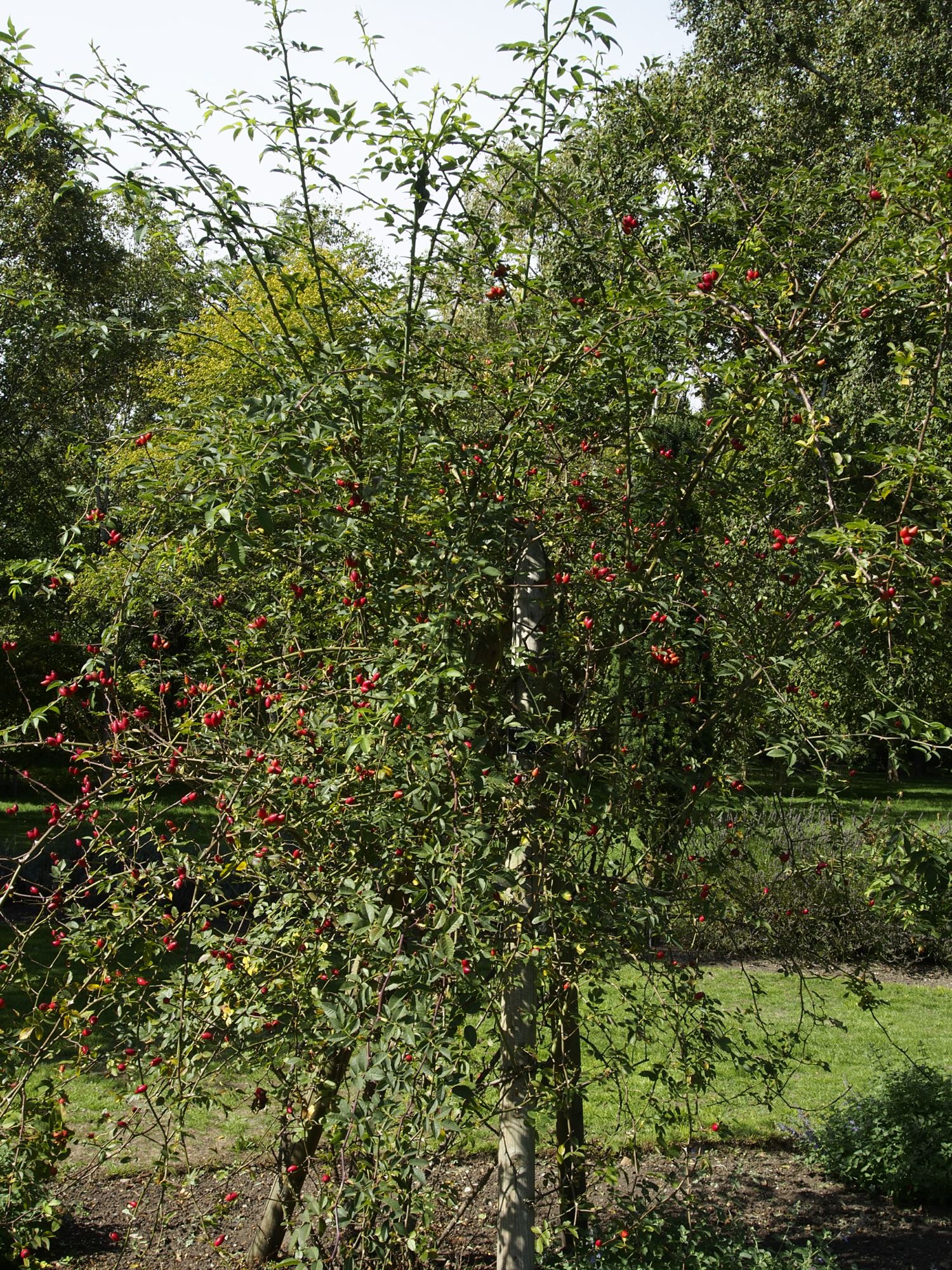 Image of Rosa canina