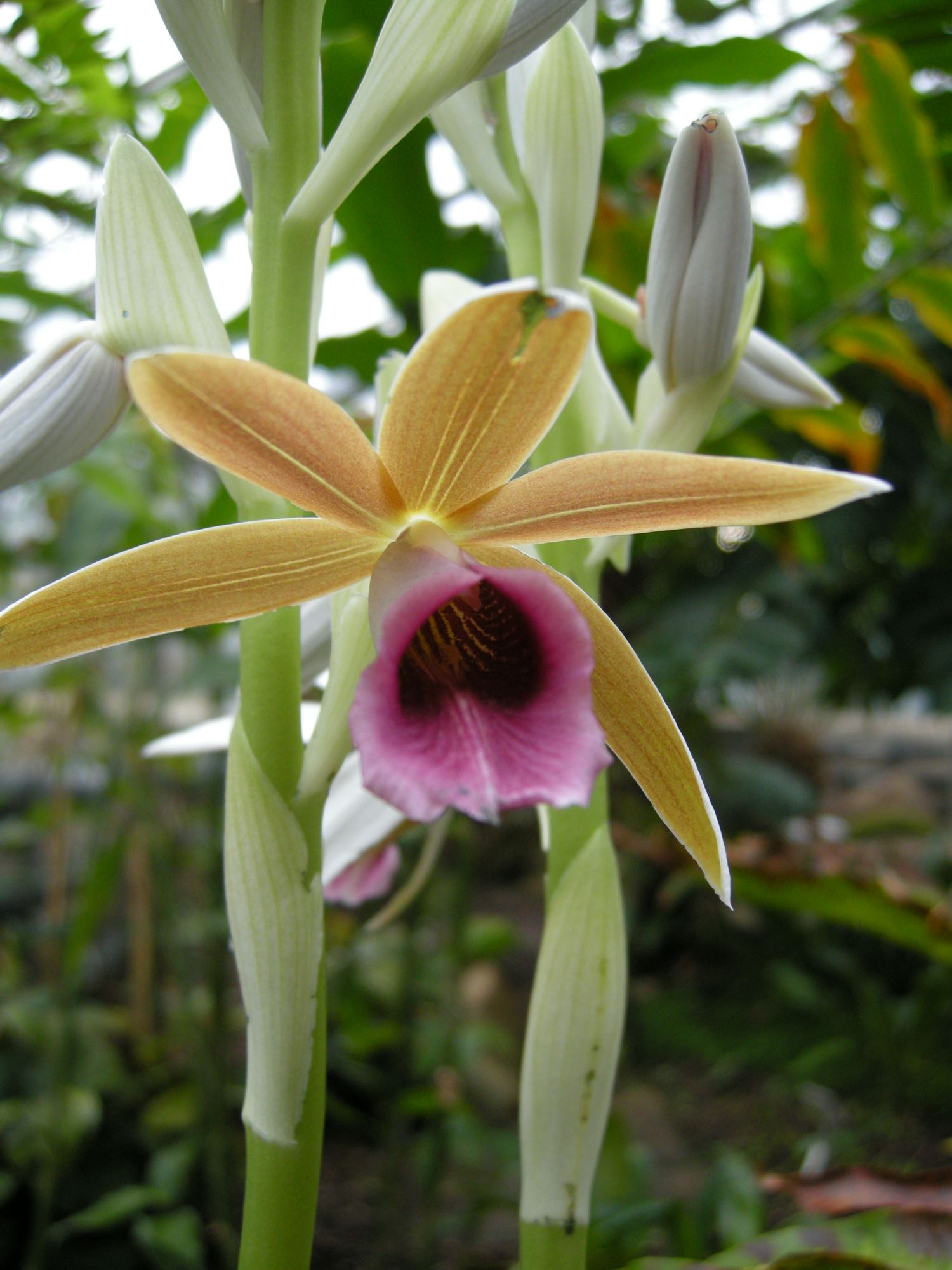 Image of Phaius tankervilleae