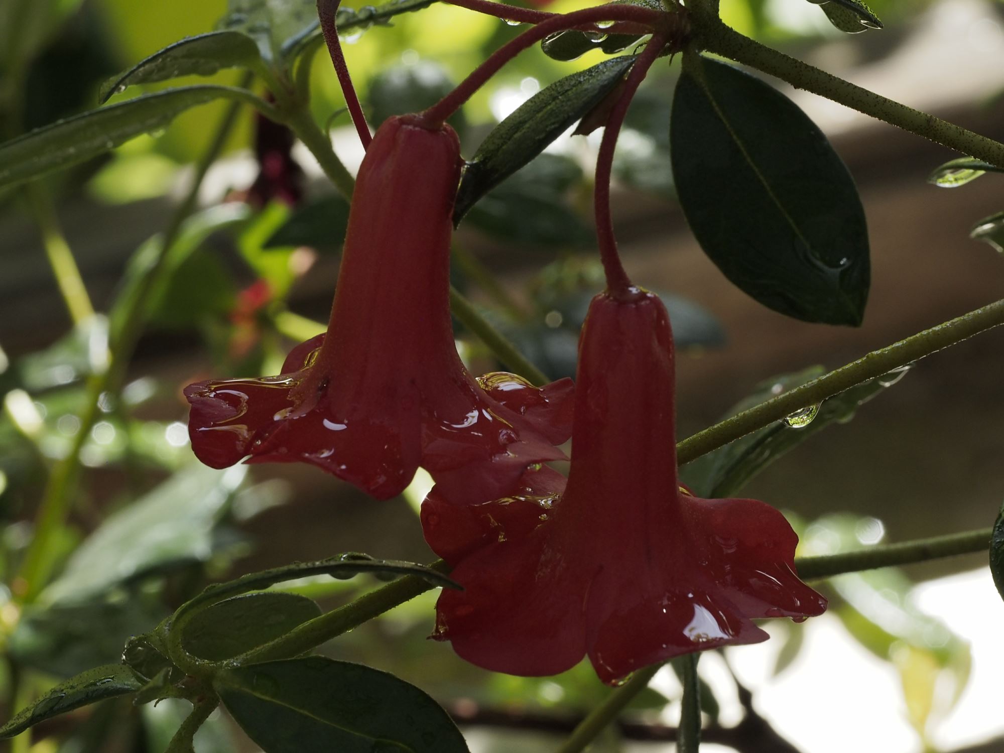 Image of Rhododendron 'Saint Valentine'