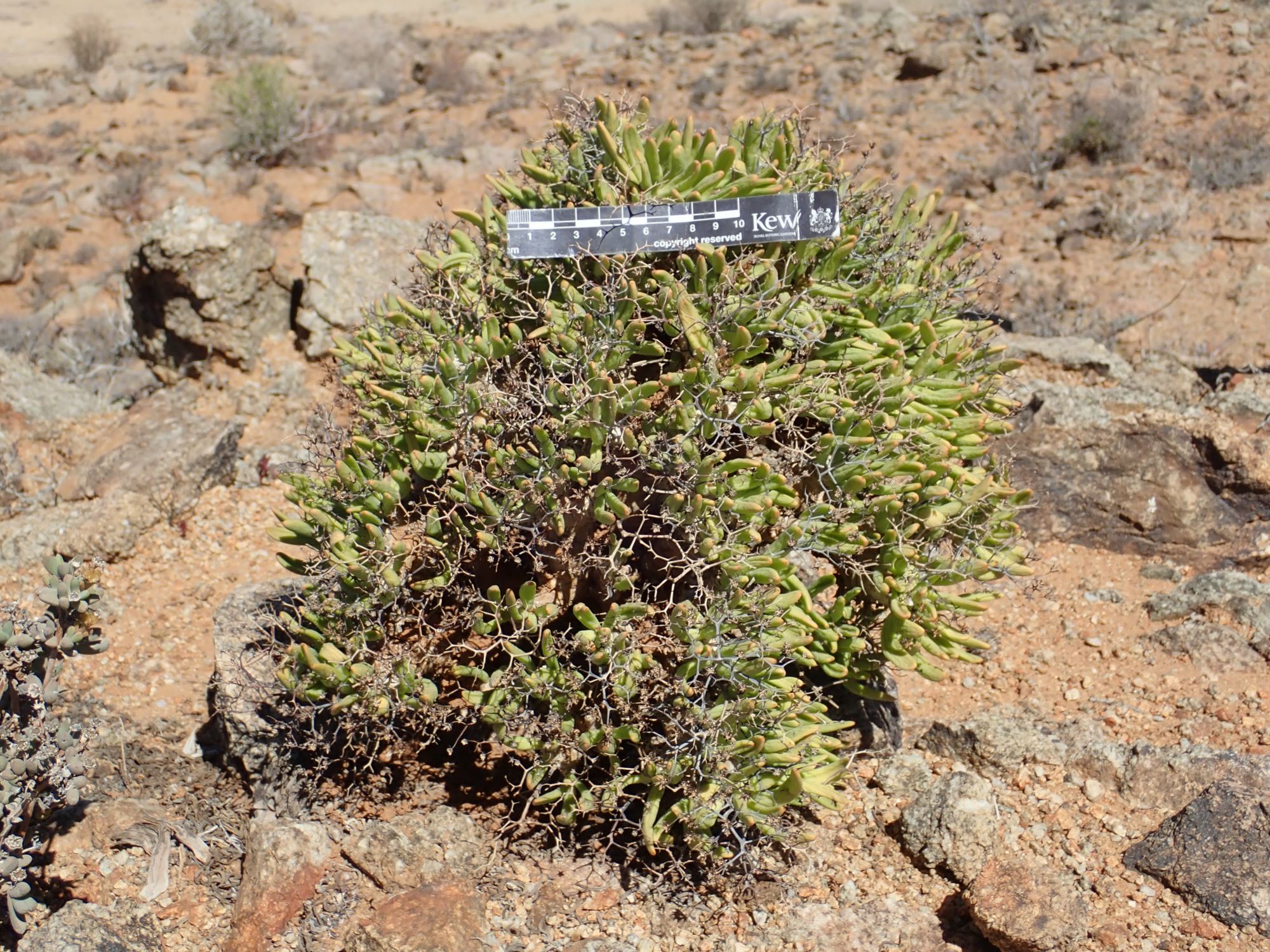 Image of Tylecodon reticulatus