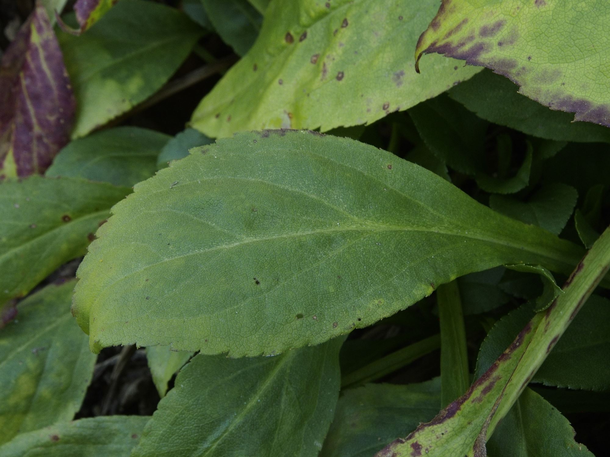 Image of Solidago glomerata