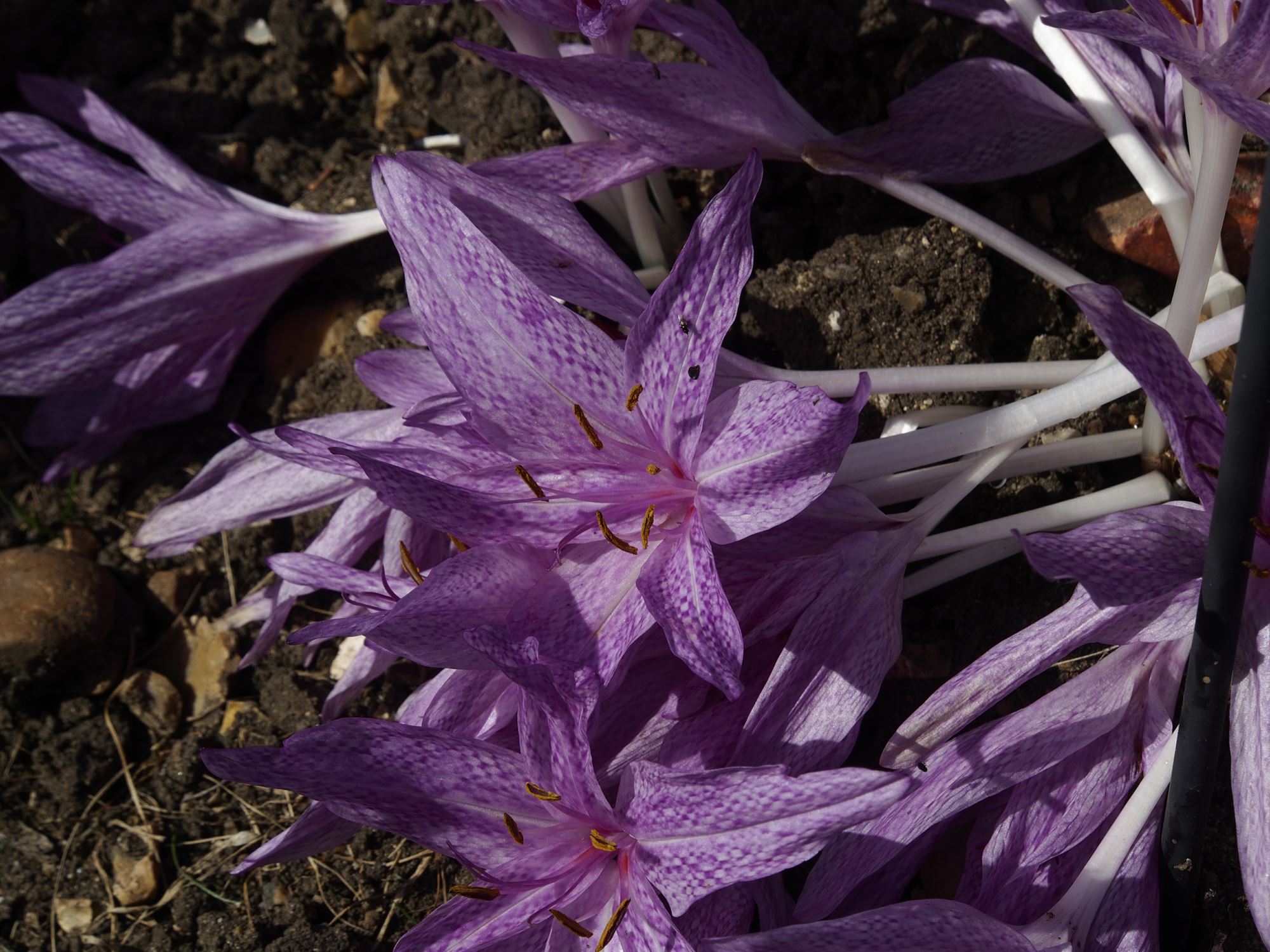 Image of Colchicum agrippinum