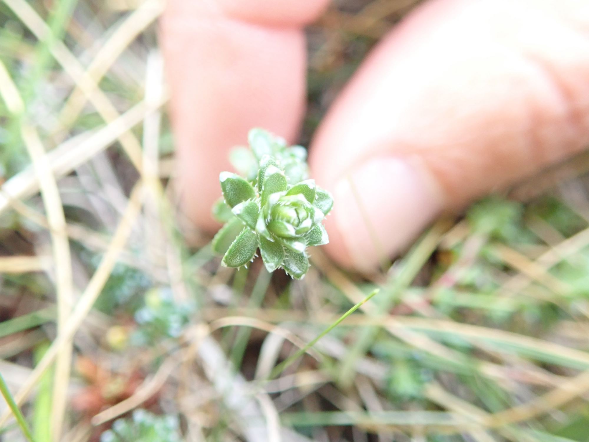 Image of Saxifraga oppositifolia