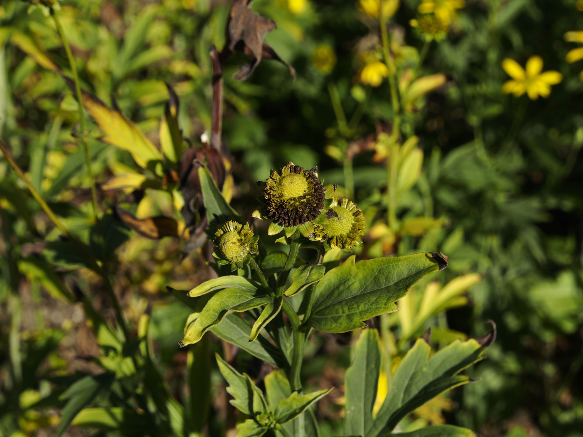 Image of Rudbeckia laciniata
