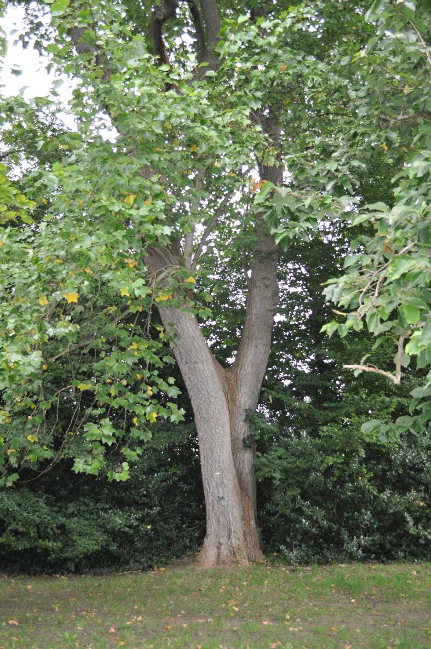 Image of Liriodendron tulipifera