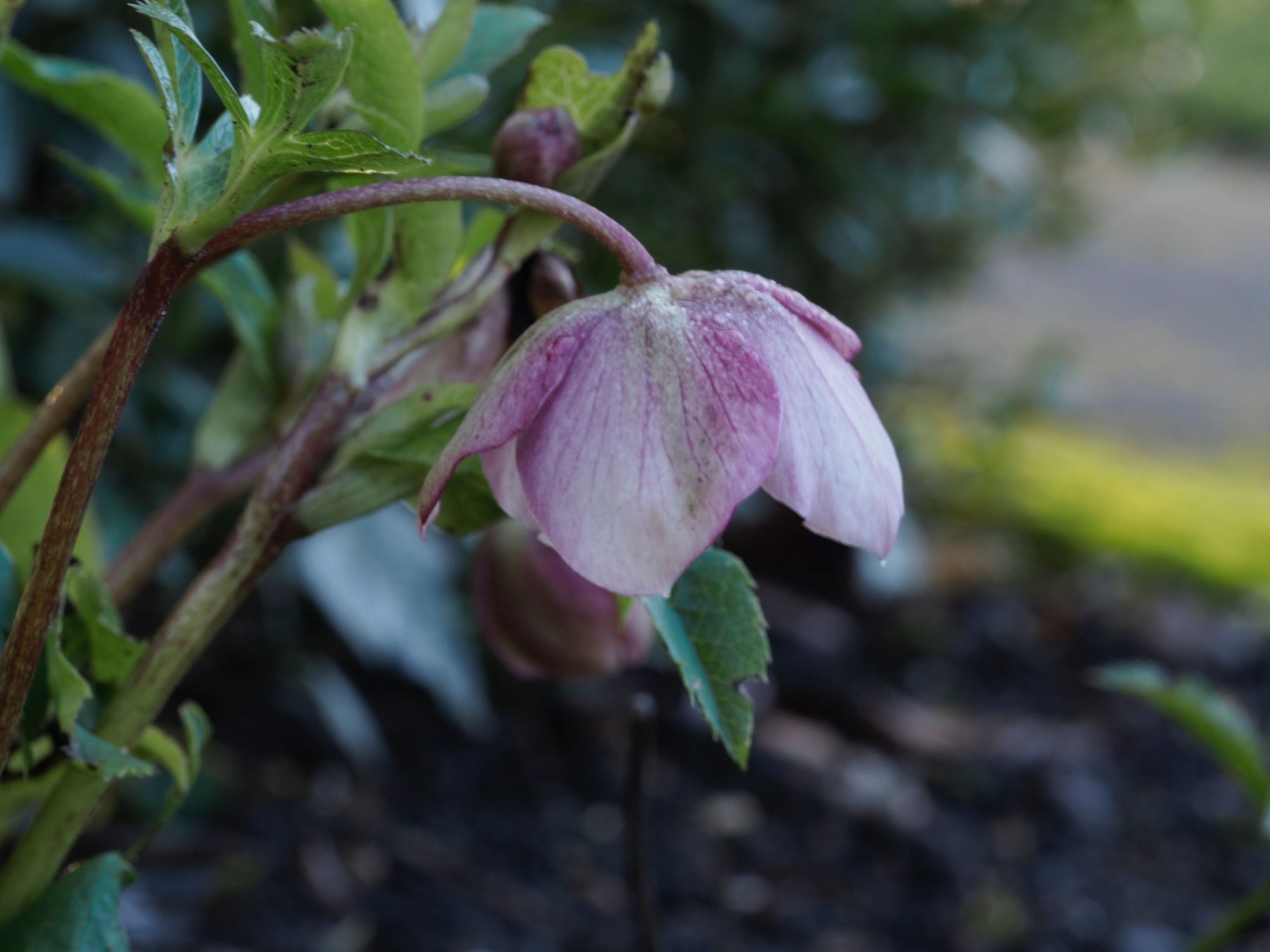 Image of Helleborus orientalis