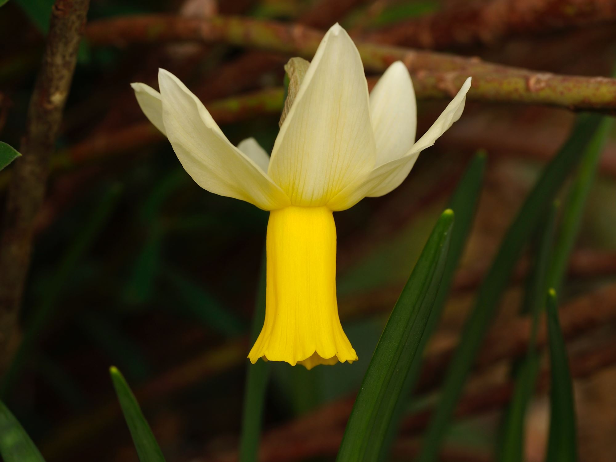 Image of Narcissus 'Jack Snipe'