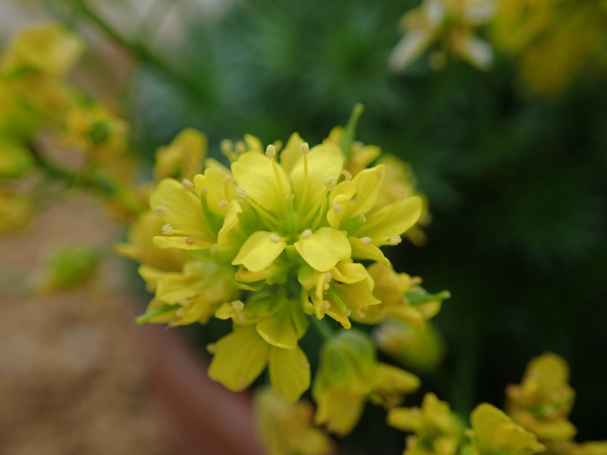 Image of Draba aizoides