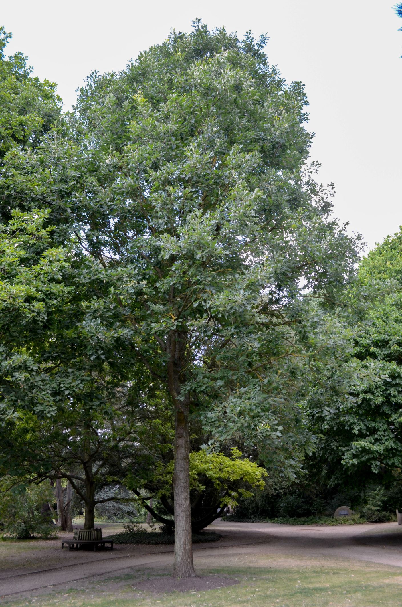 Image of Quercus macrocarpa
