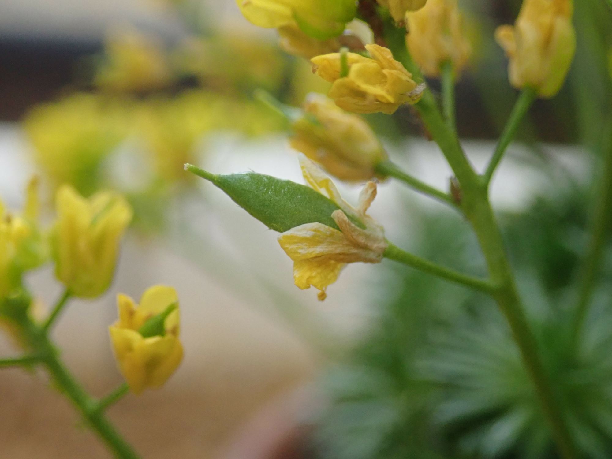 Image of Draba aizoides
