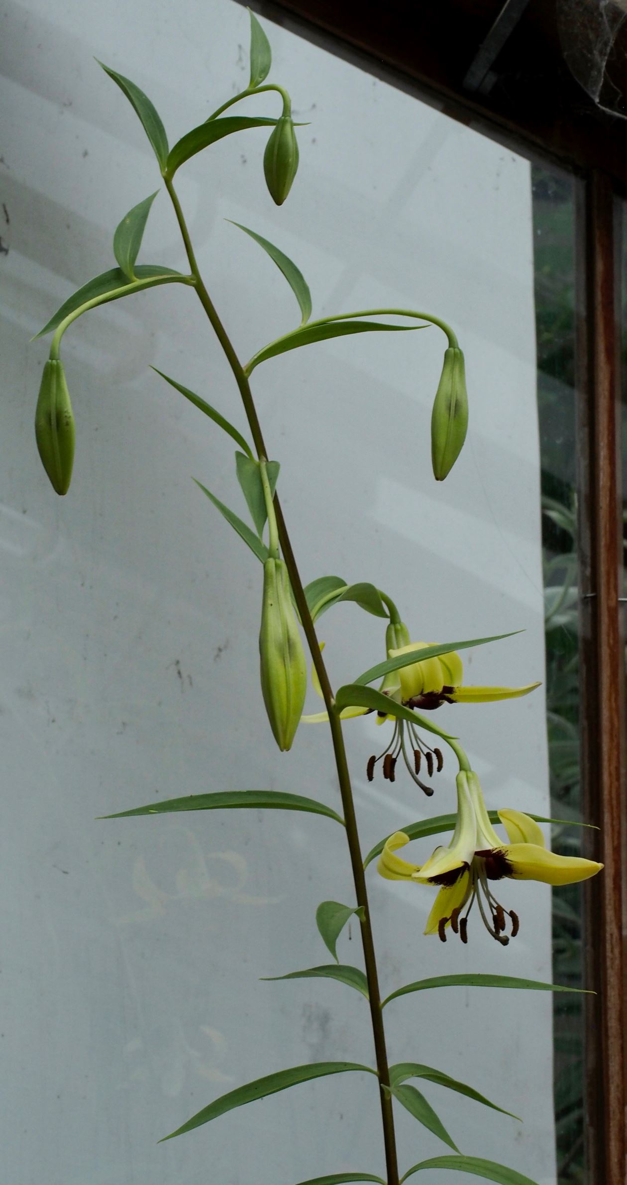 Image of Lilium sp.