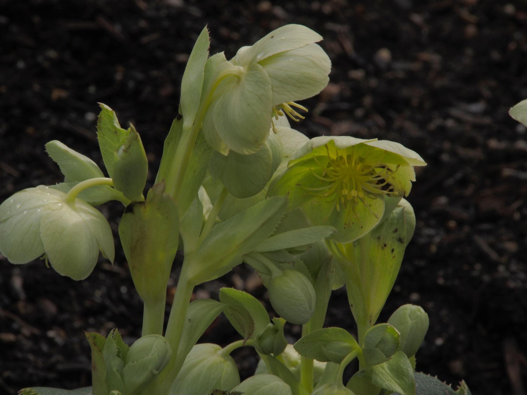 Image of Helleborus lividus subsp. corsicus