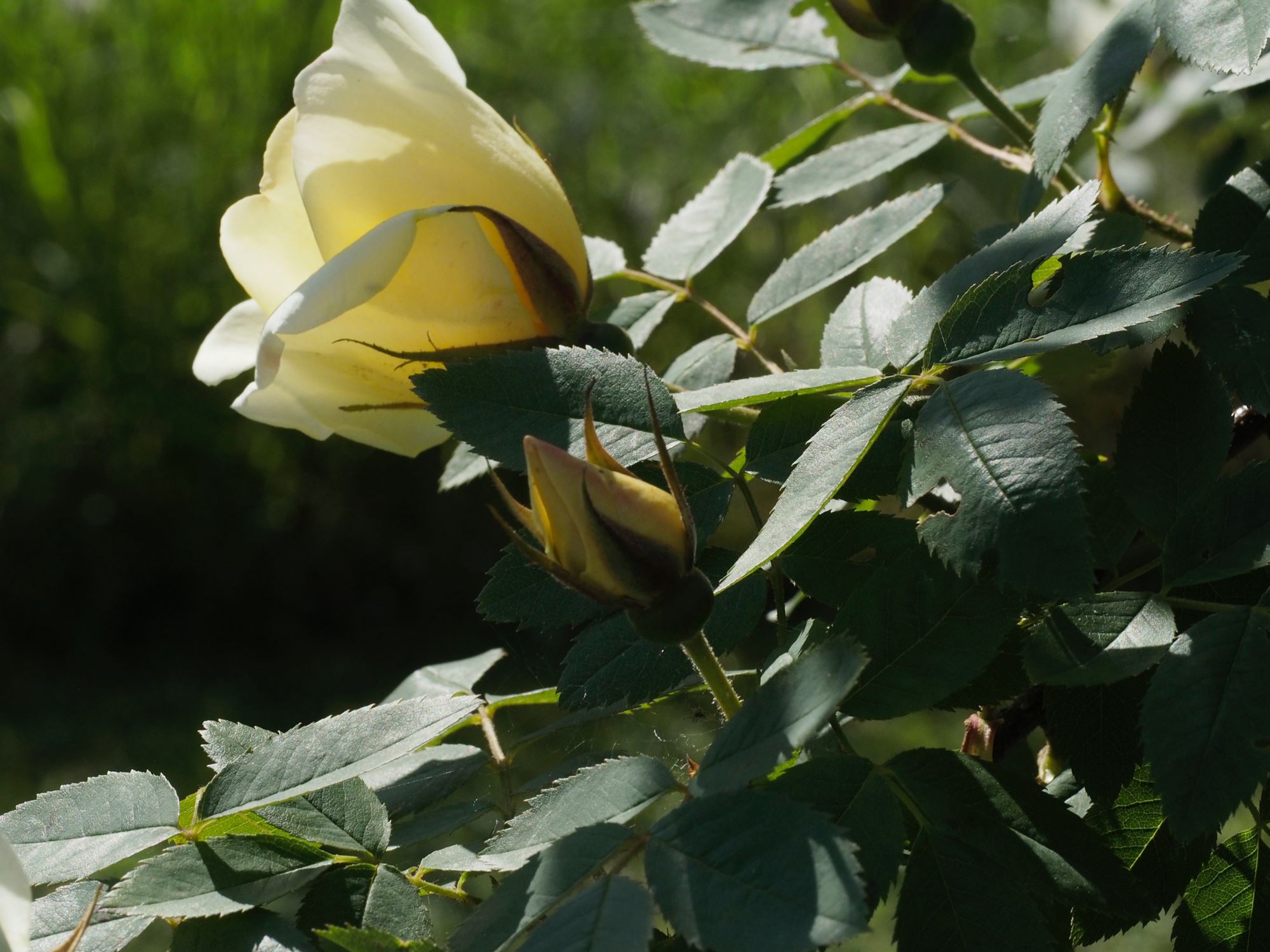 Image of Rosa 'Fruhlingsgold'