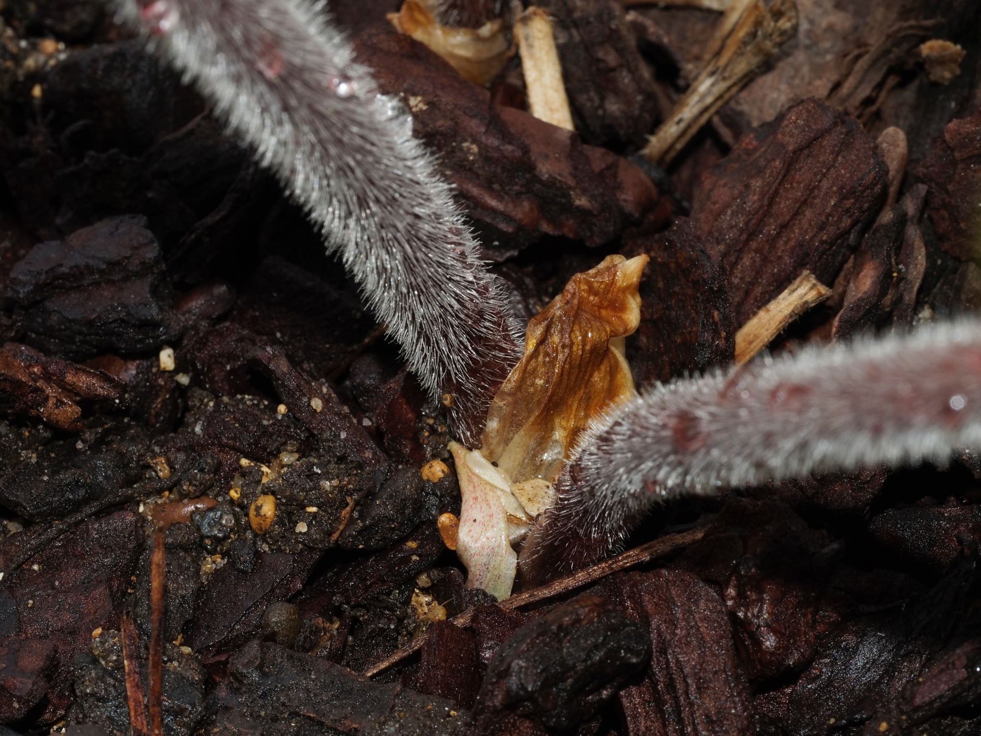 Image of Podophyllum 'Spotty Dotty'