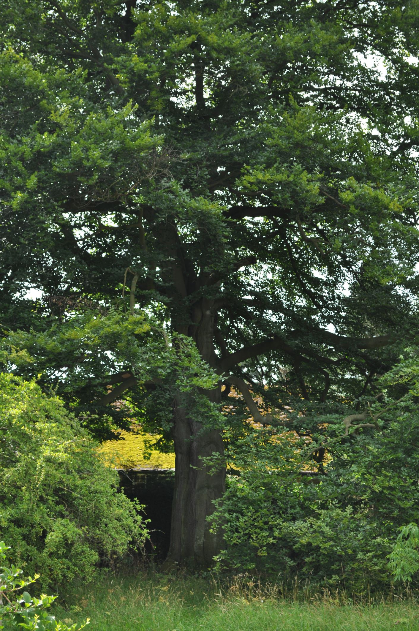 Image of Fagus sylvatica