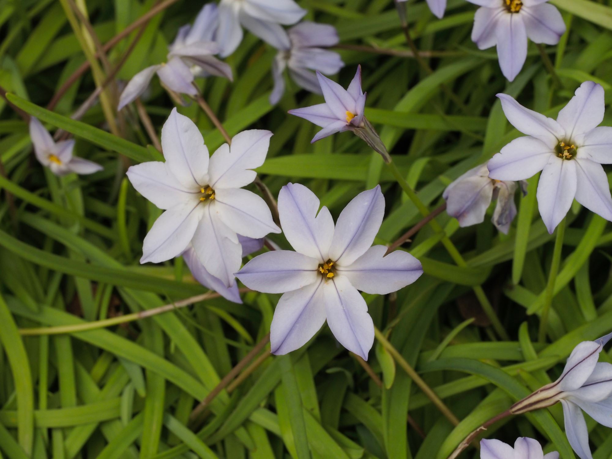 Image of Ipheion uniflorum 'Violaceum'