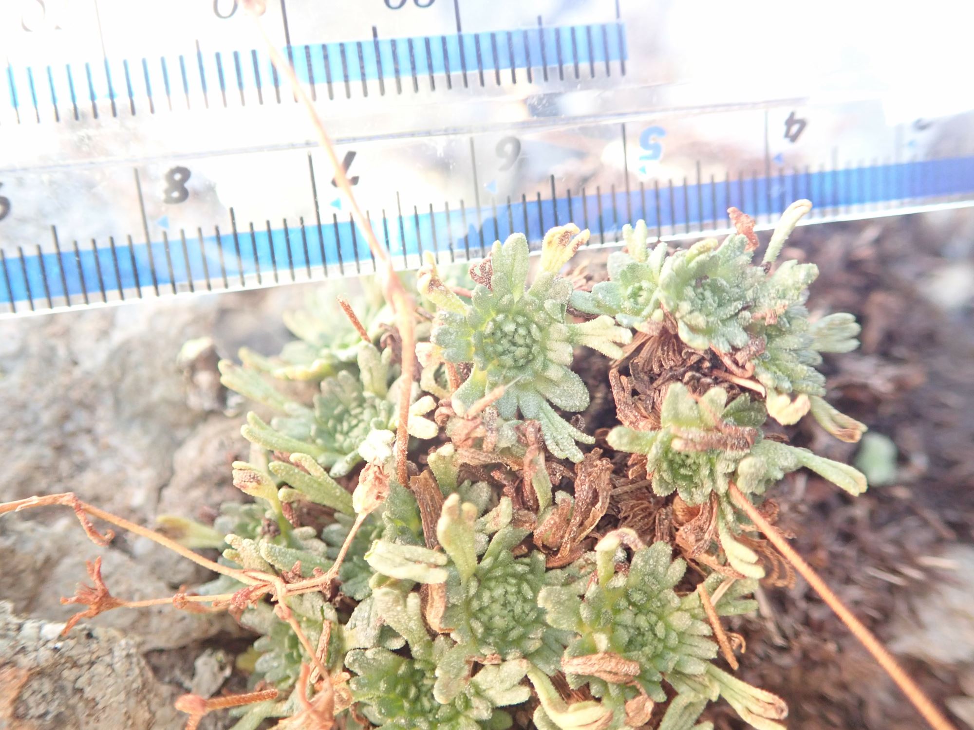 Image of Saxifraga sp.