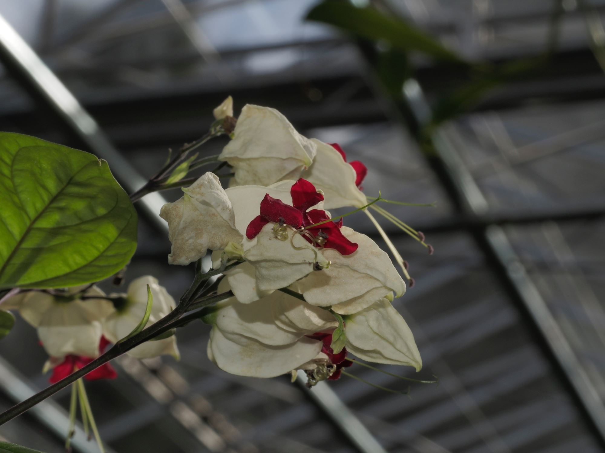 Image of Clerodendrum thomsoniae