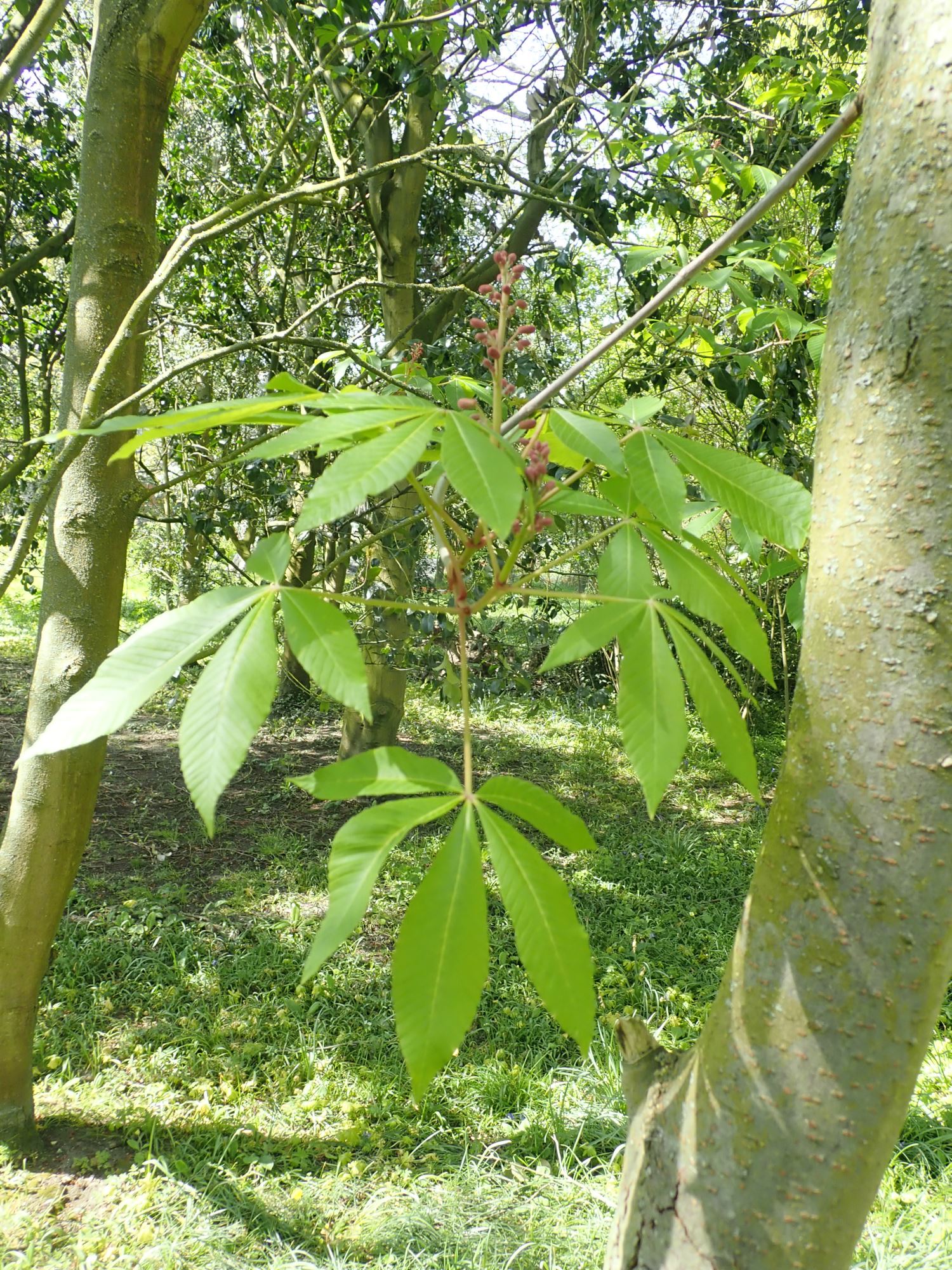 Image of Aesculus pavia