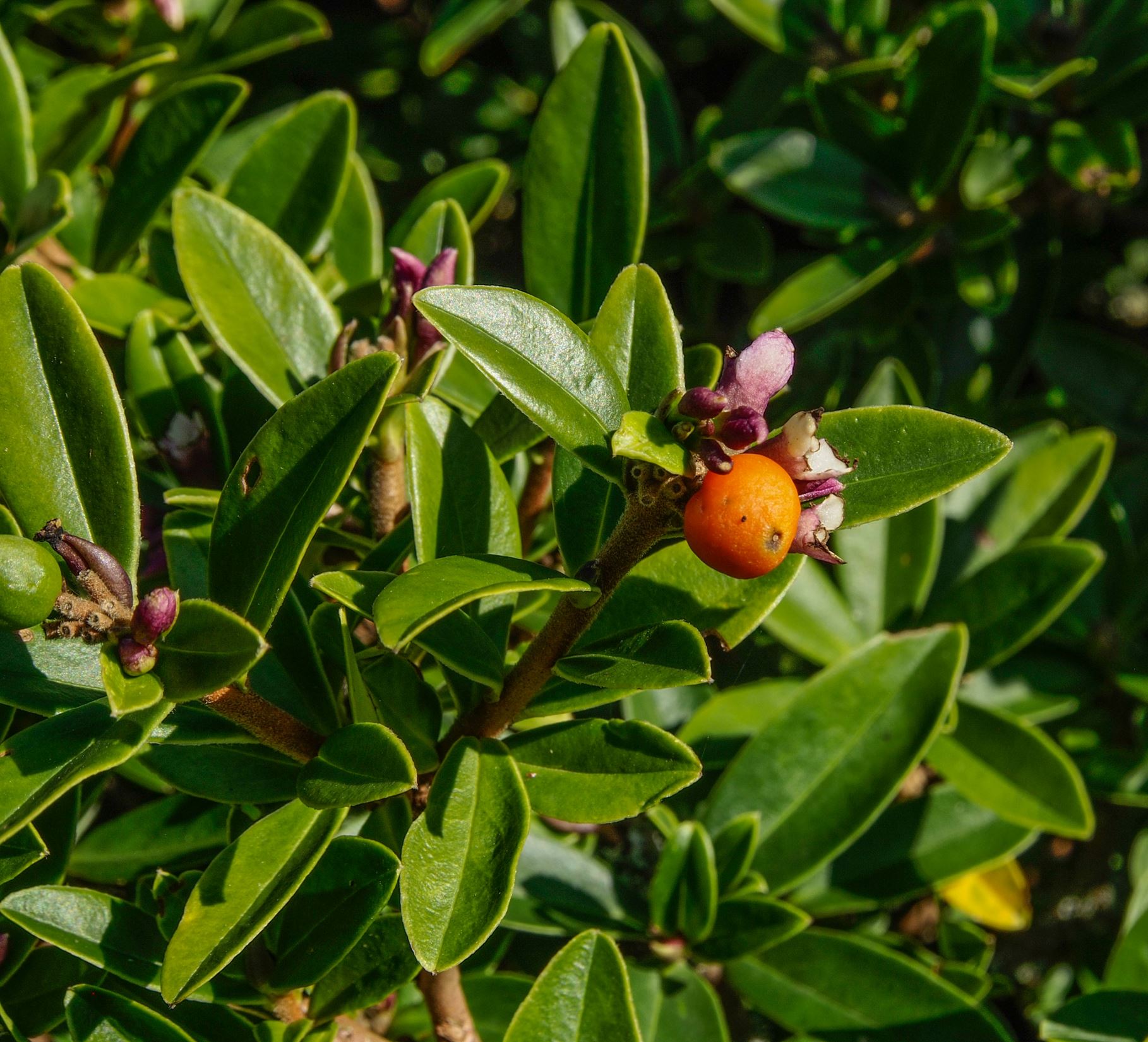 Image of Daphne tangutica