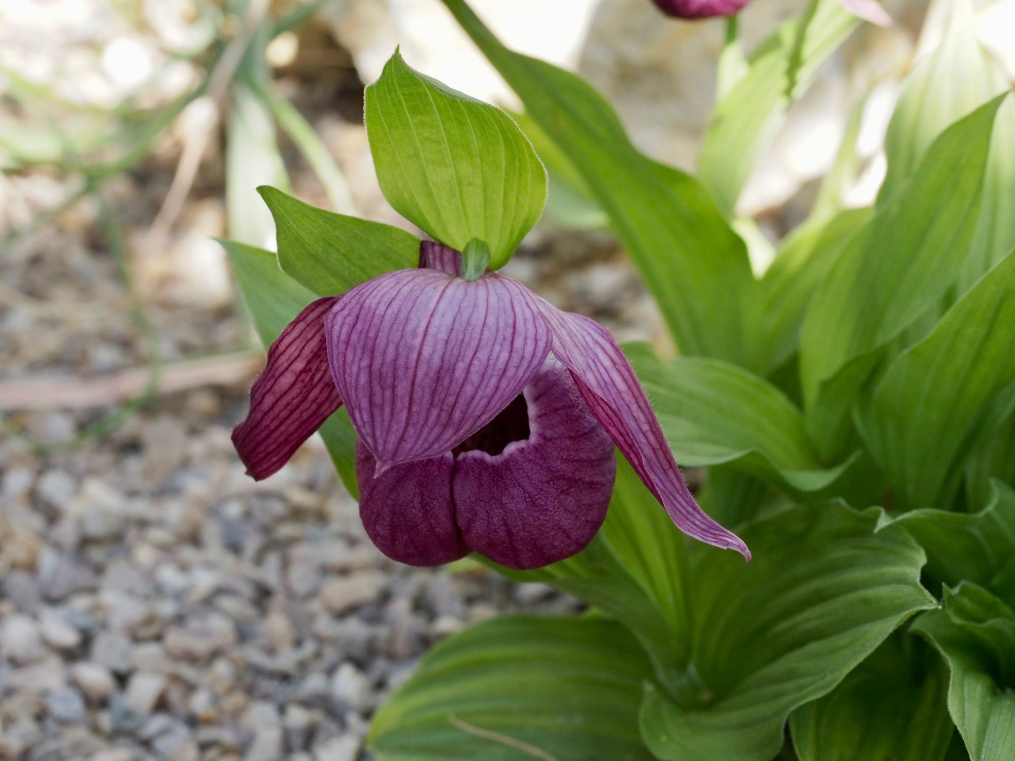 Image of Cypripedium Ã— ventricosum