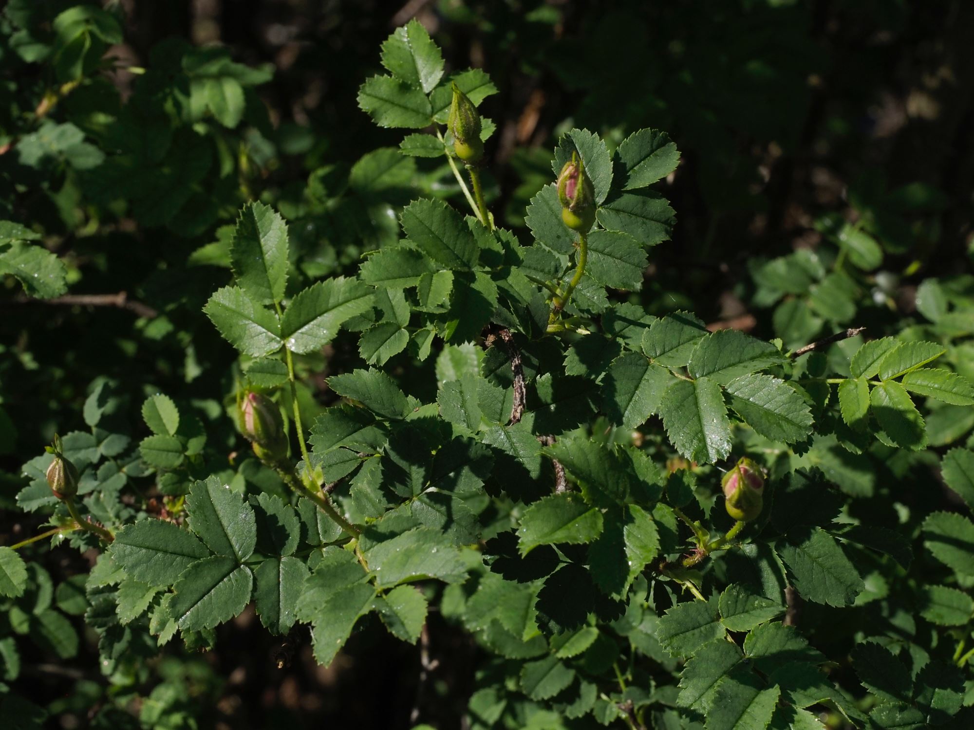 Image of Rosa spinosissima