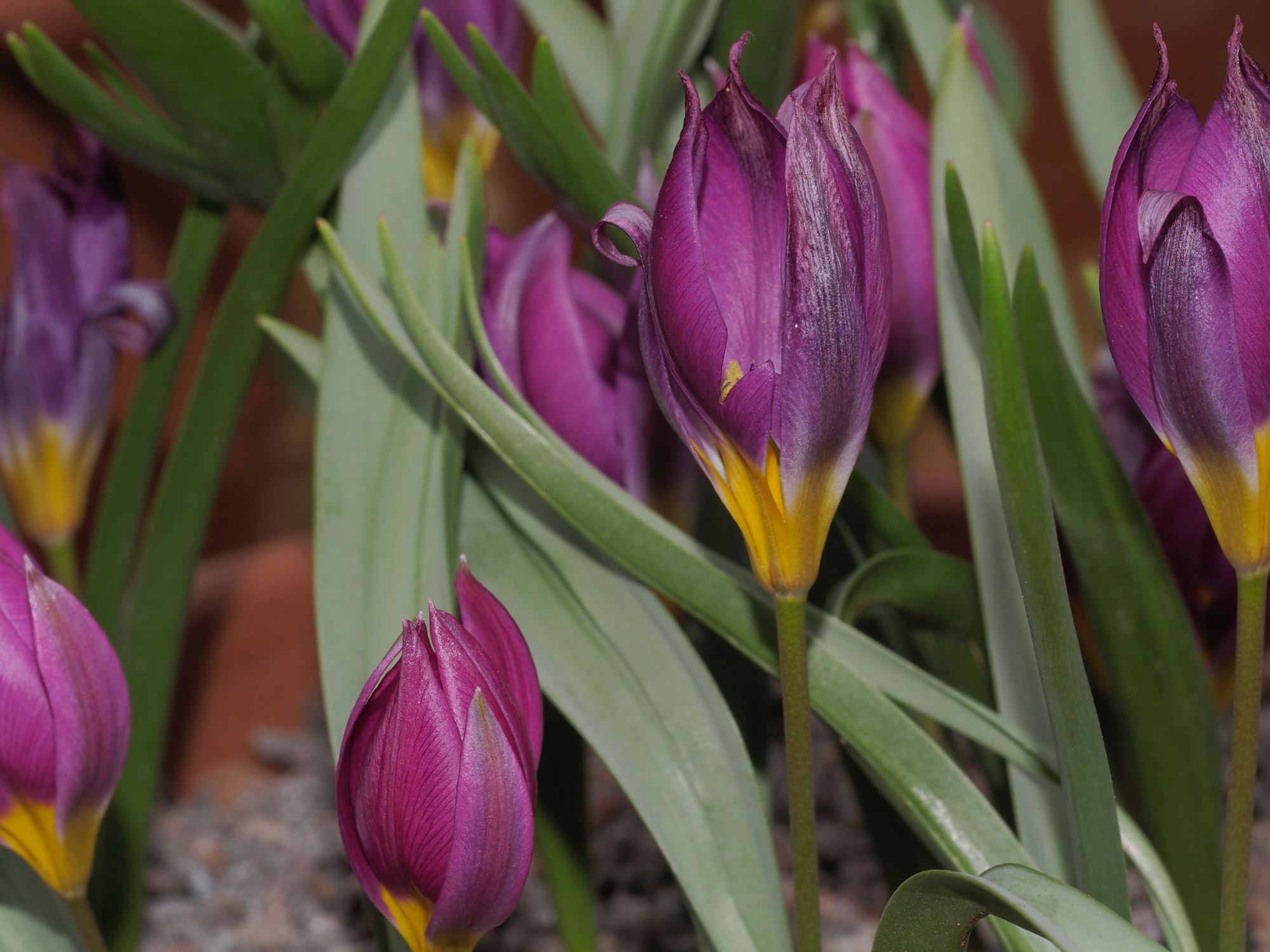 Image of Tulipa humilis Pulchella Group